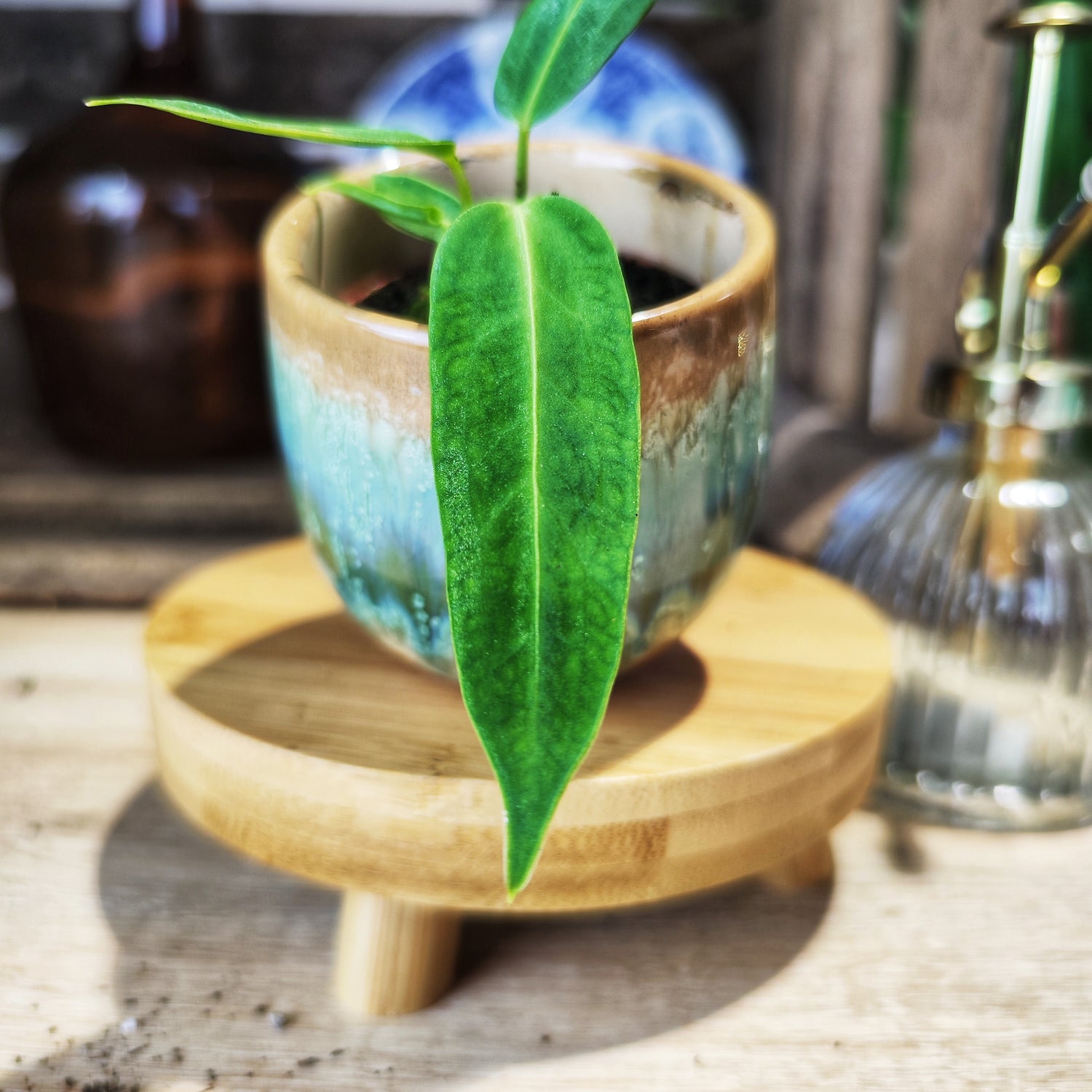 Vente Directe: Anthurium Warocqueanum, "Reine des Anthuriums" - Plante d'intérieur rare et exotique