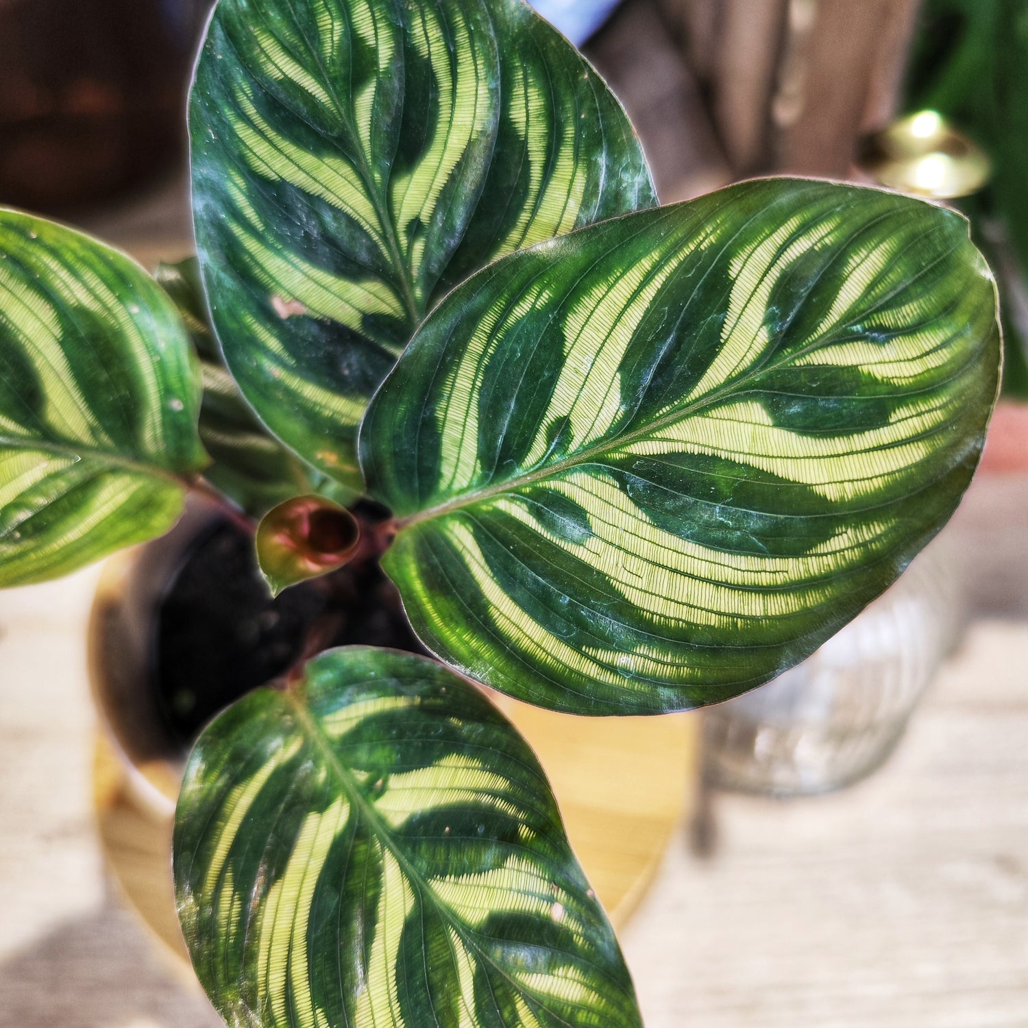 Calathea Makoyana – Plante d'intérieur exotique | Feuillage décoratif | Purificateur d'air