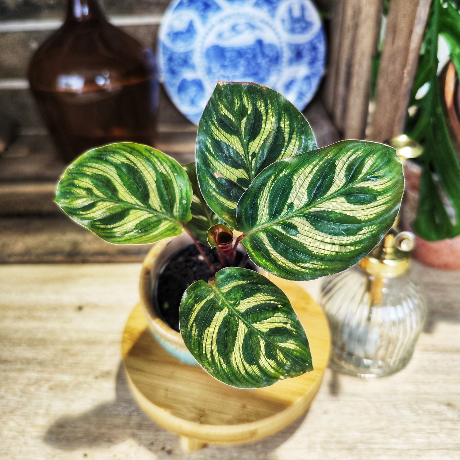 Calathea Makoyana – Plante d'intérieur exotique | Feuillage décoratif | Purificateur d'air