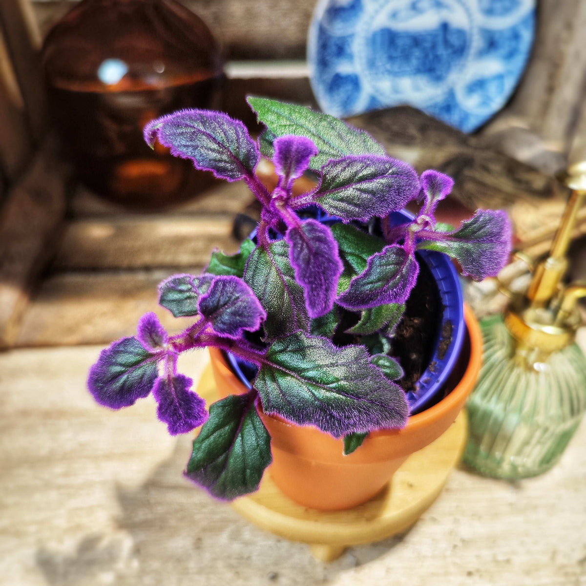 Gynura Purple Passion monjungle