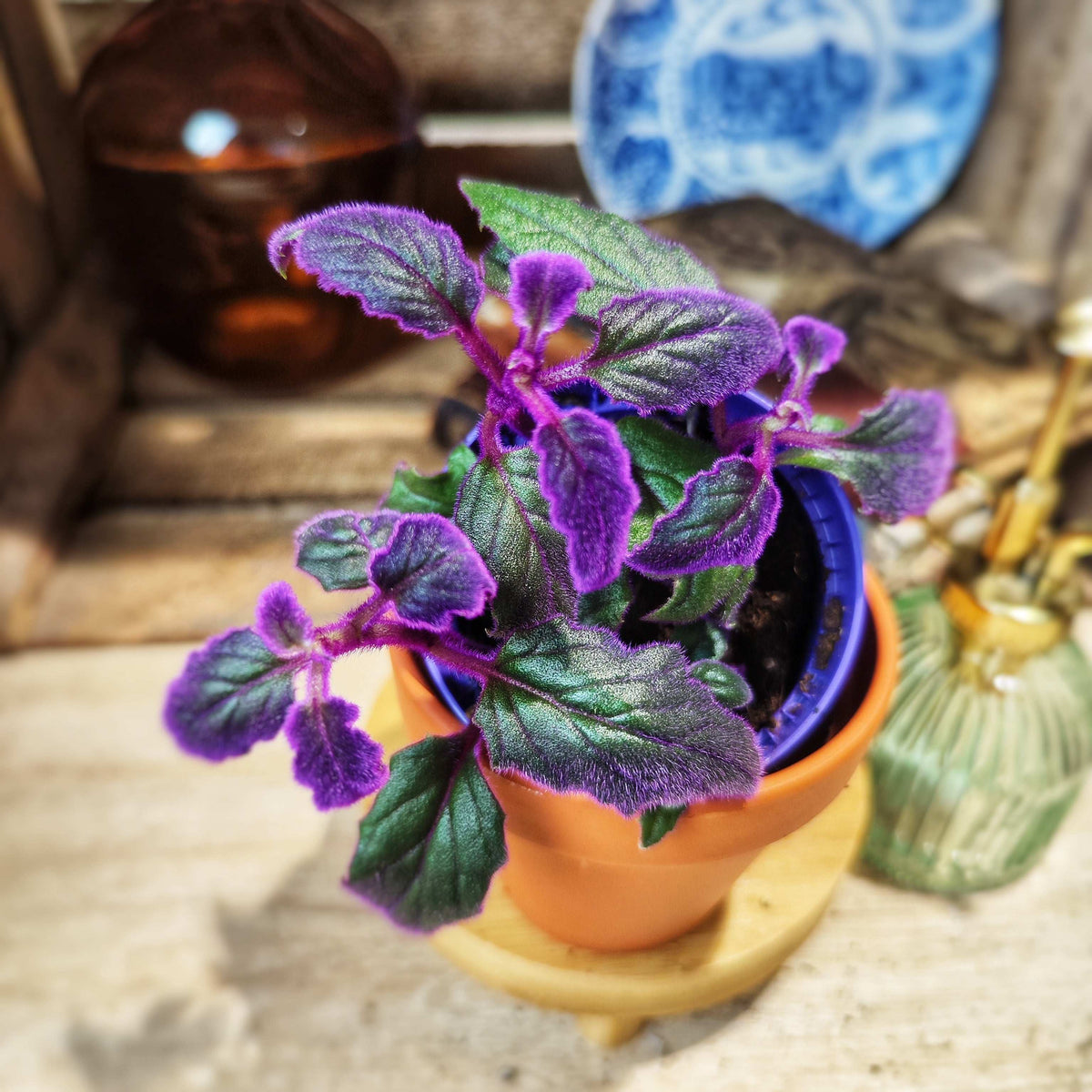 Gynura Purple Passion monjungle