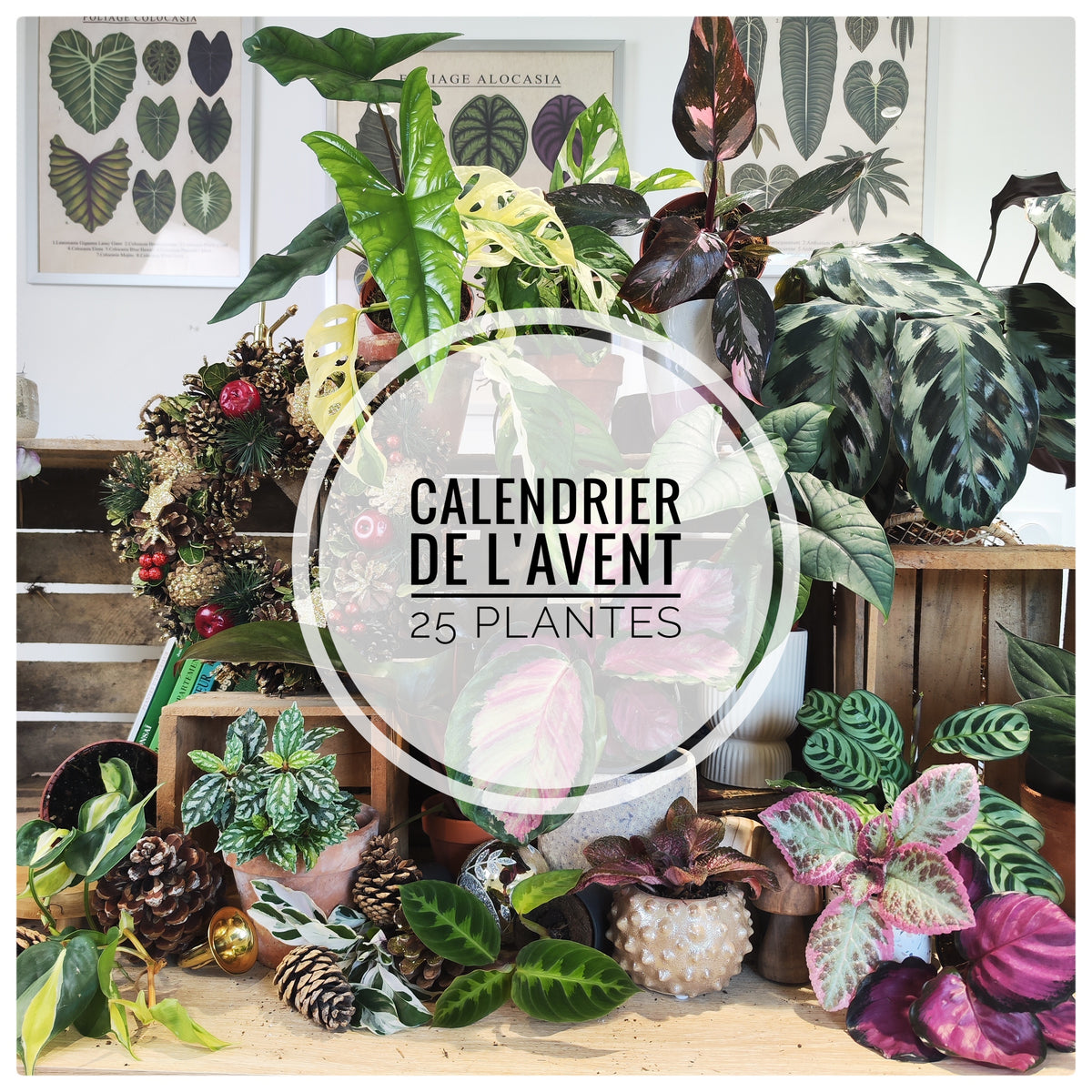 Calendrier de l'AVENT: 25 boutures monjungle