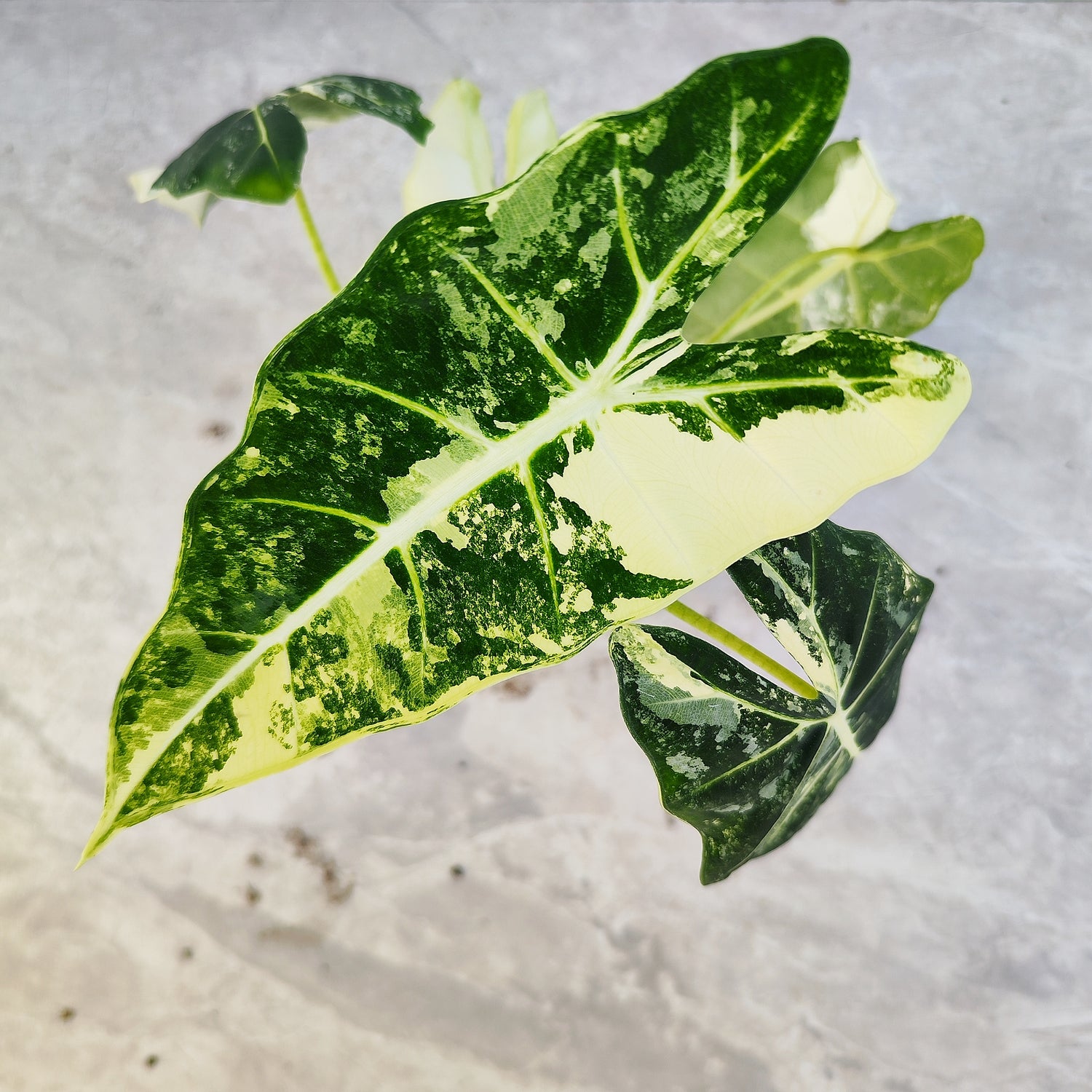 Alocasia Frydek Variegated Bouture