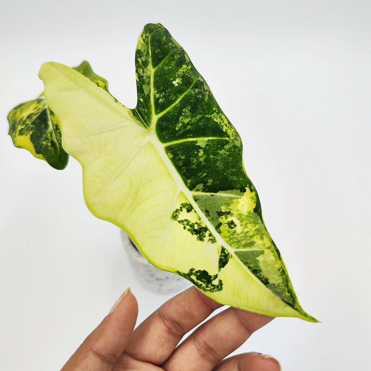 Alocasia Frydek Variegated Bouture monjungle