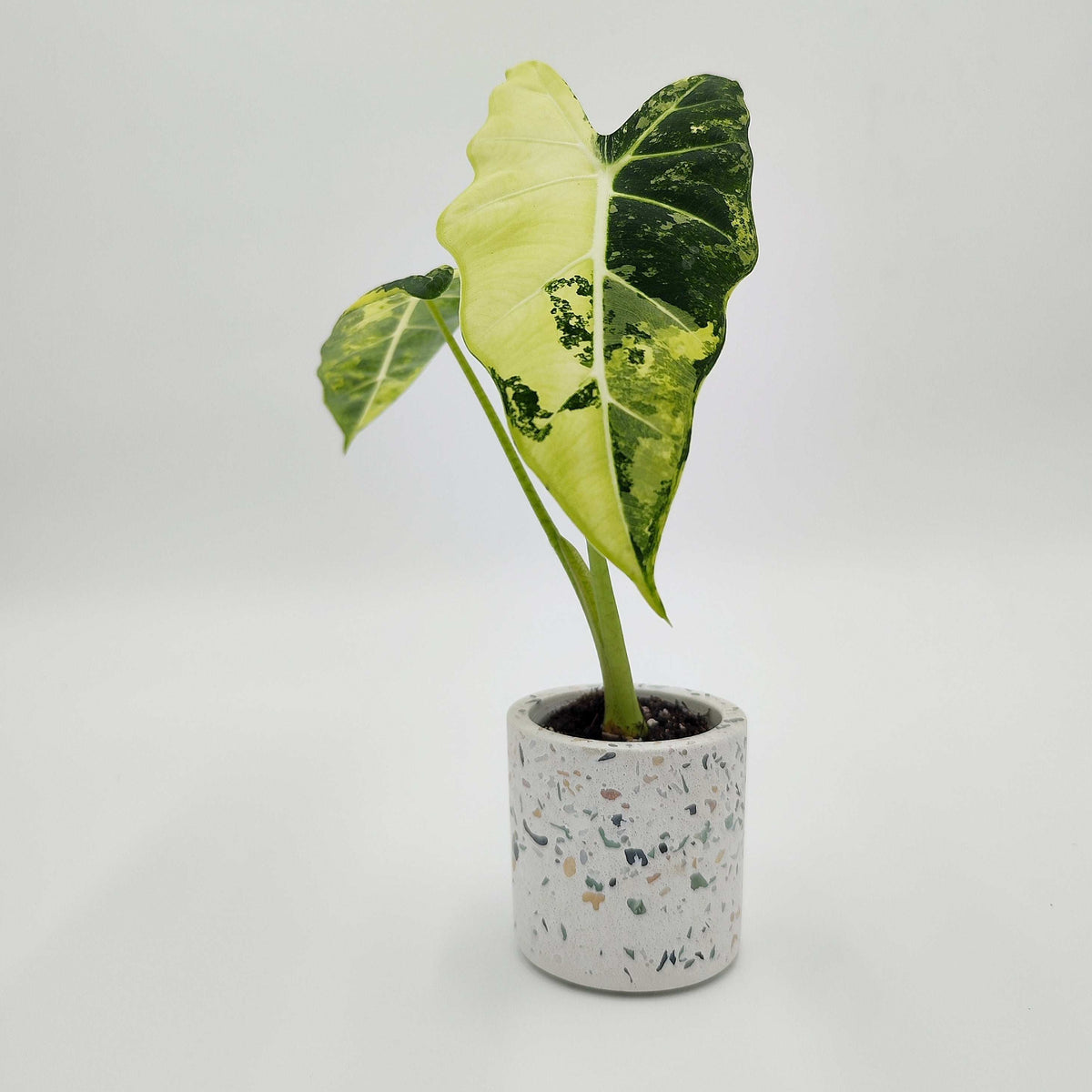 Alocasia Frydek Variegated Bouture monjungle