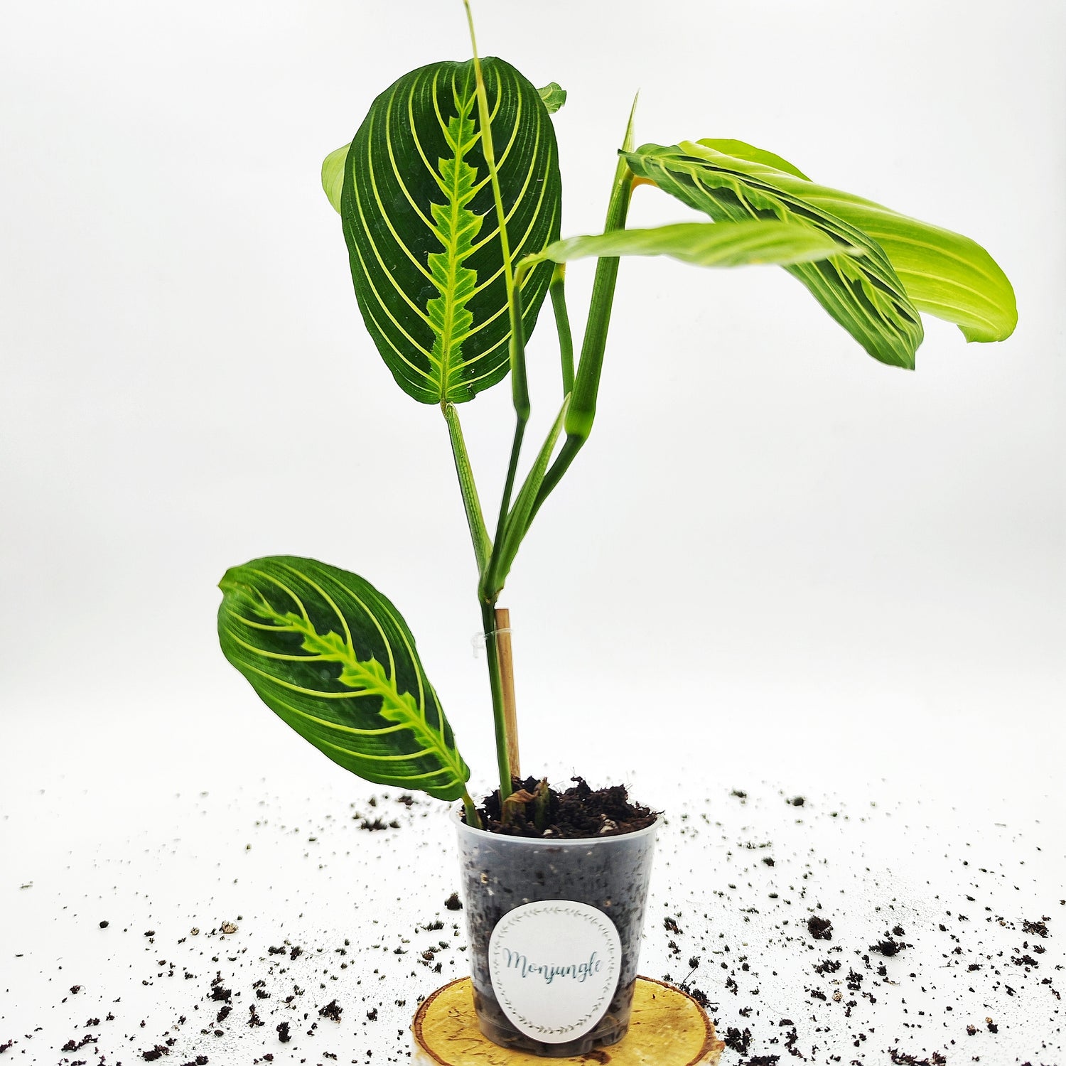 Vente Directe: Monstera Lemon Lime