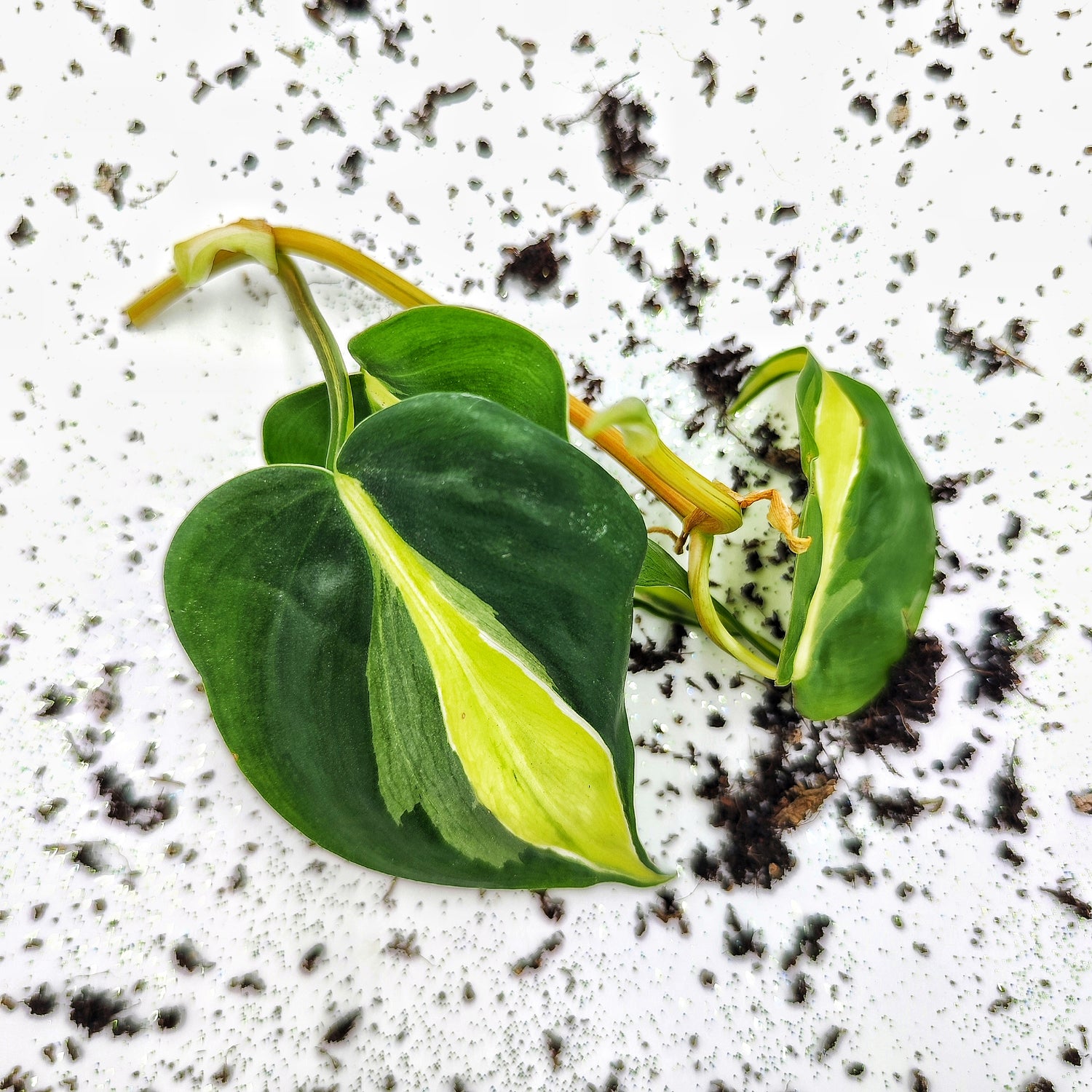 Vente directe: Cutting Philodendron CREAM SPLASH