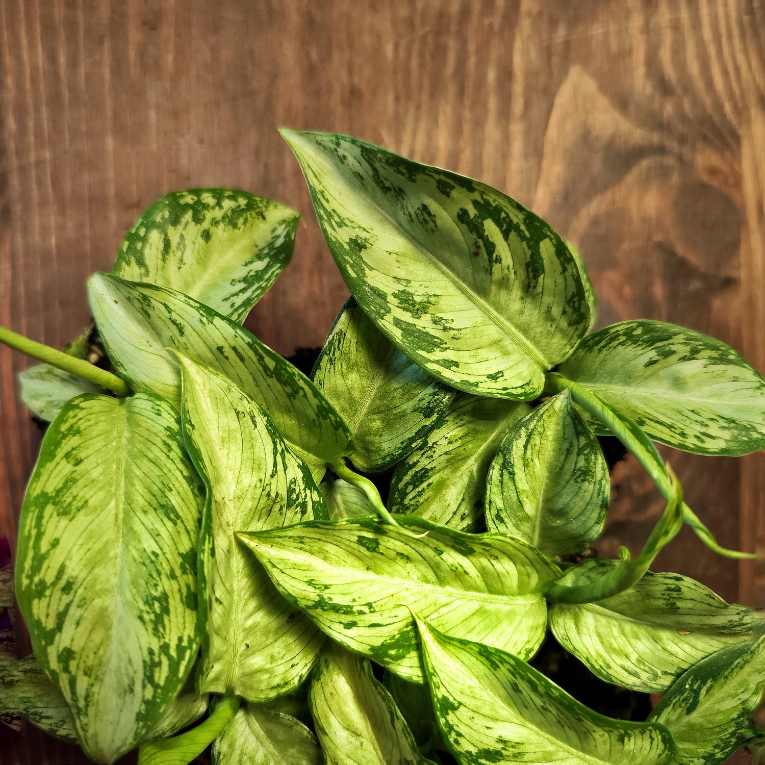 Dieffenbachia SNOW- Plante d'intérieur tropicale rare, Feuillage Texturé et Écailleux