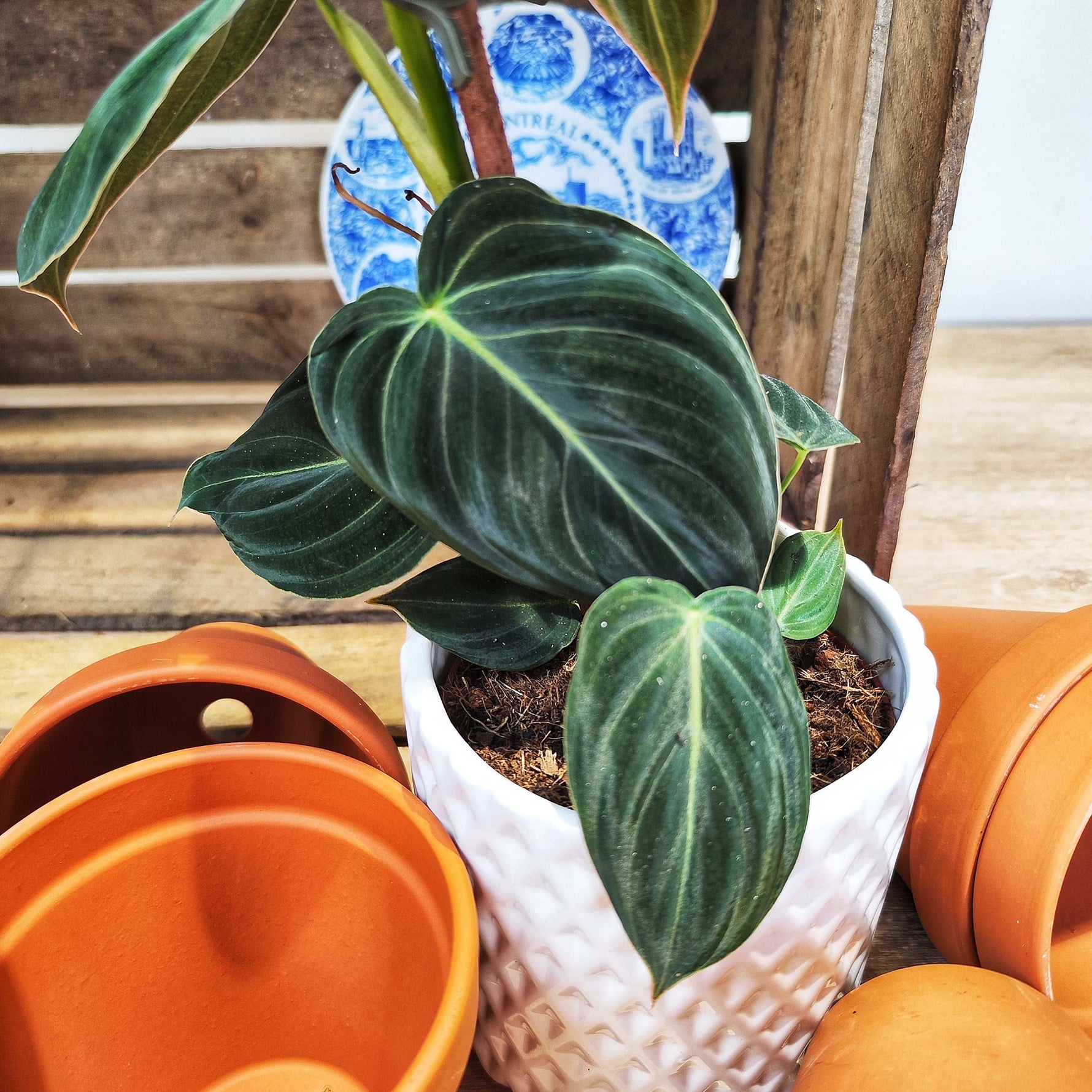 black gold philodendron for sale Philodendron Black Gold Rare – Monjungle