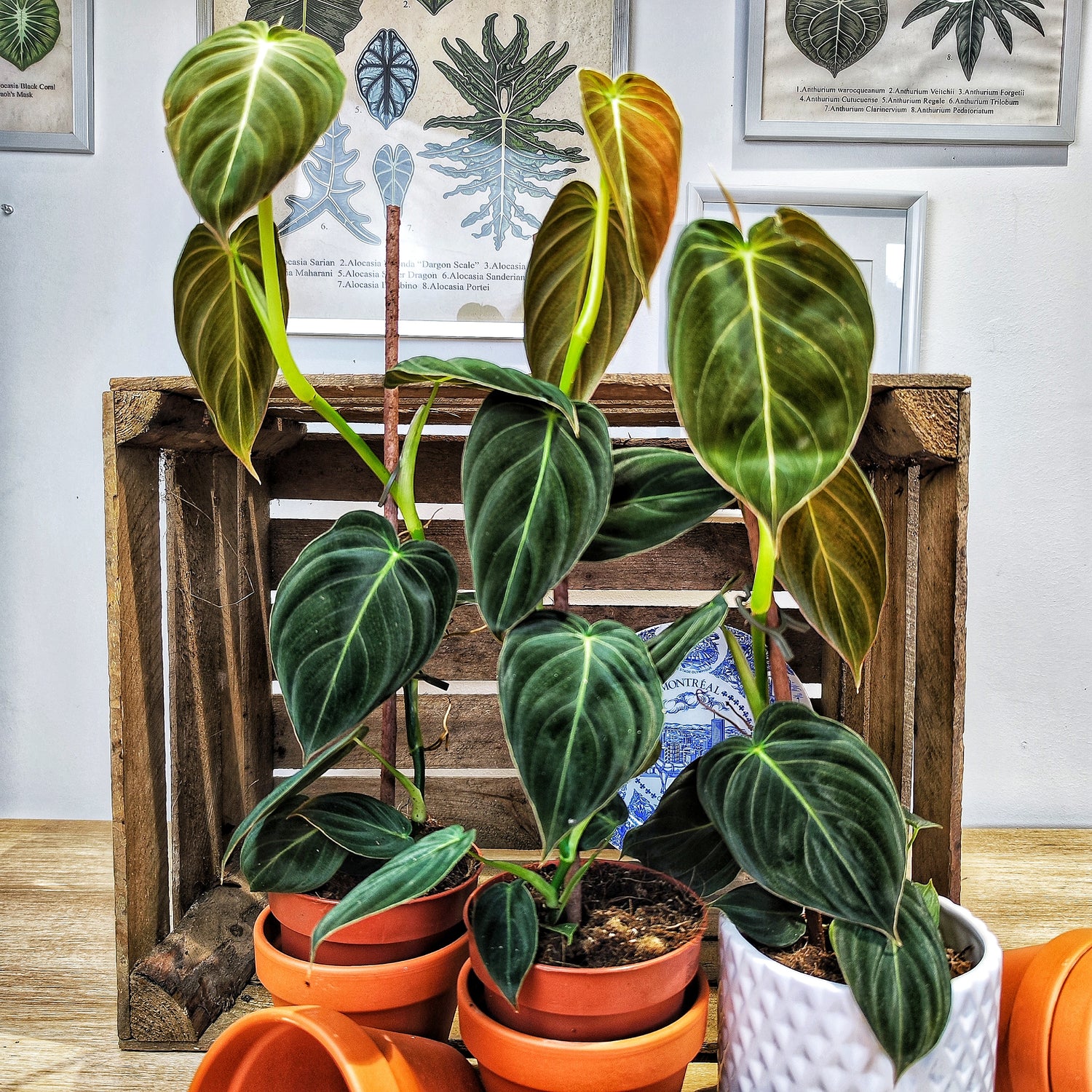 Philodendron BLACK GOLD (Melanochyrosum)