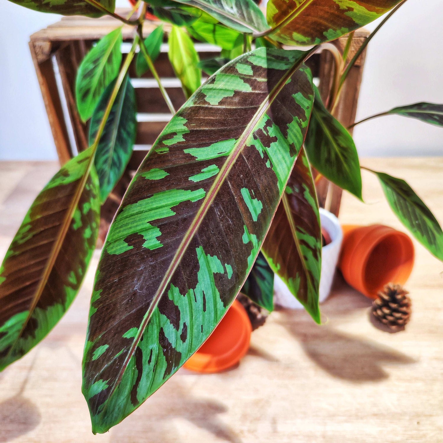 Musa Acuminata Zebrina monjungle