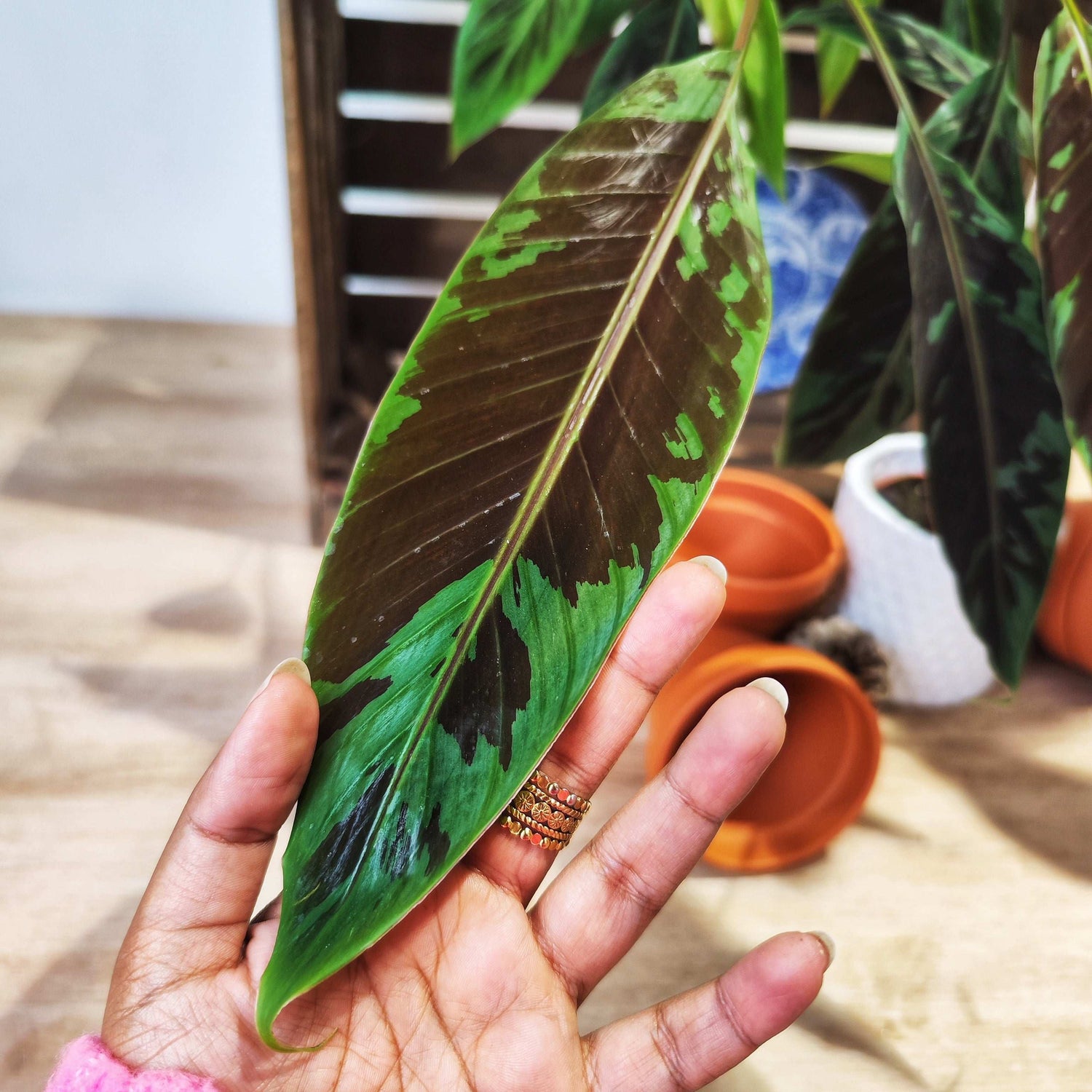 Musa Acuminata Zebrina monjungle