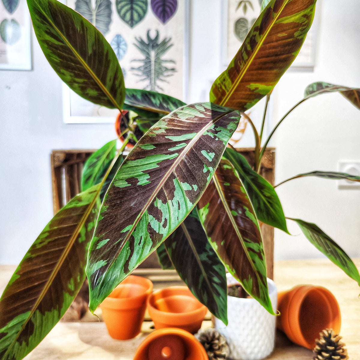 Musa Acuminata Zebrina monjungle