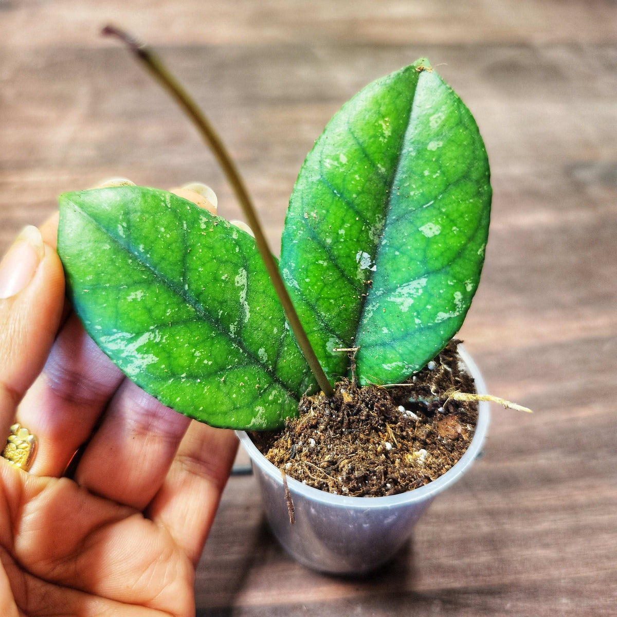 Hoya verticillata acuta splash monjungle