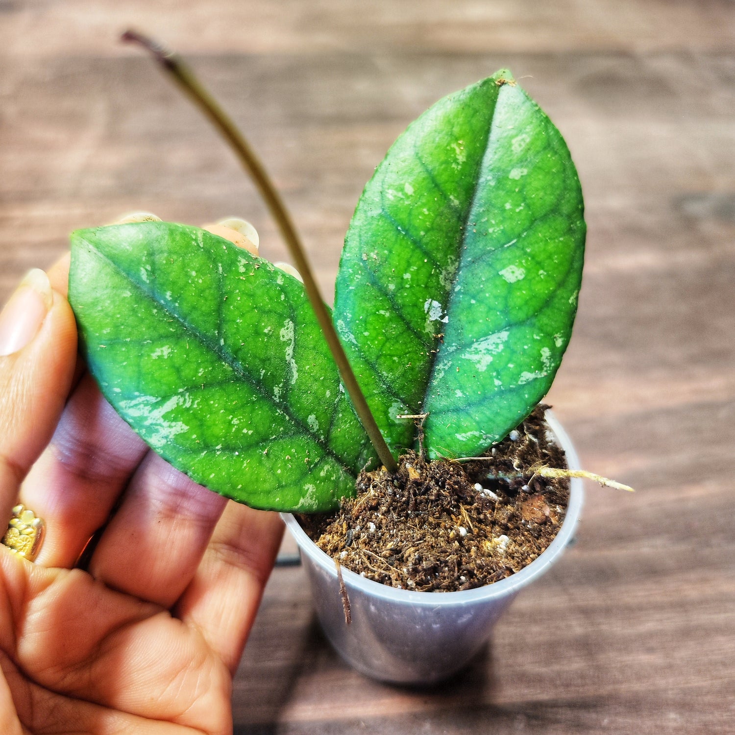 Hoya verticillata (acuta splash)