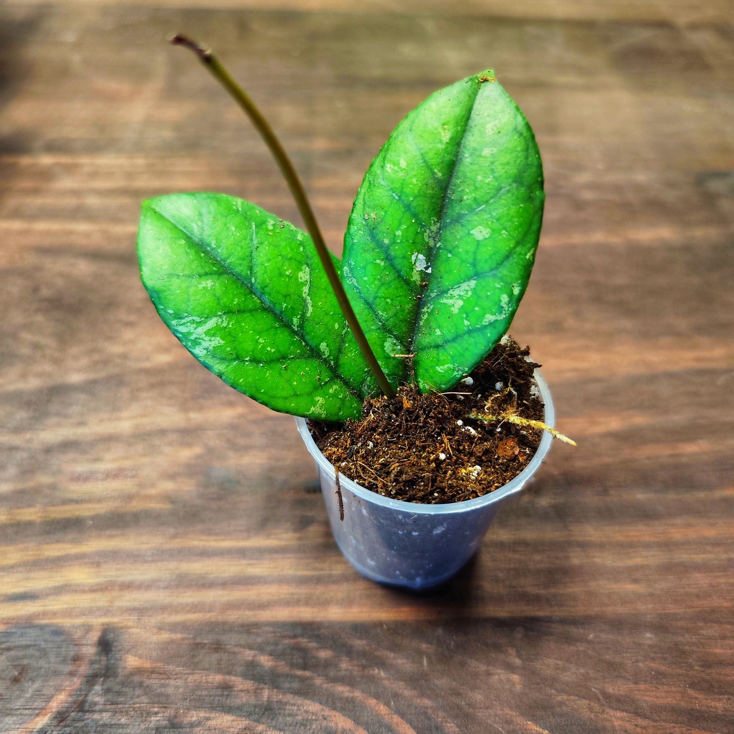 Hoya verticillata (acuta splash)