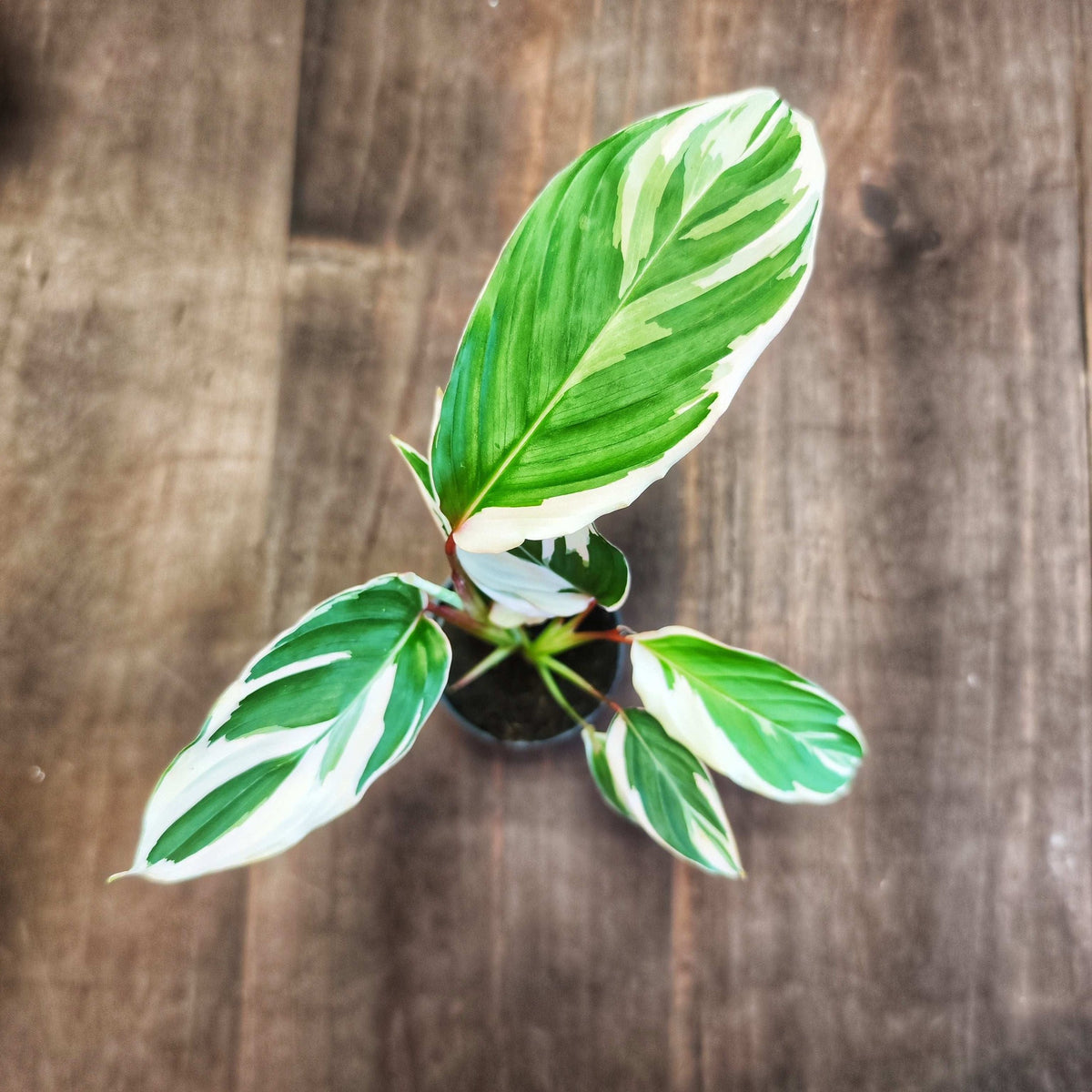 Ctenanthe setosa Princess Dalya monjungle