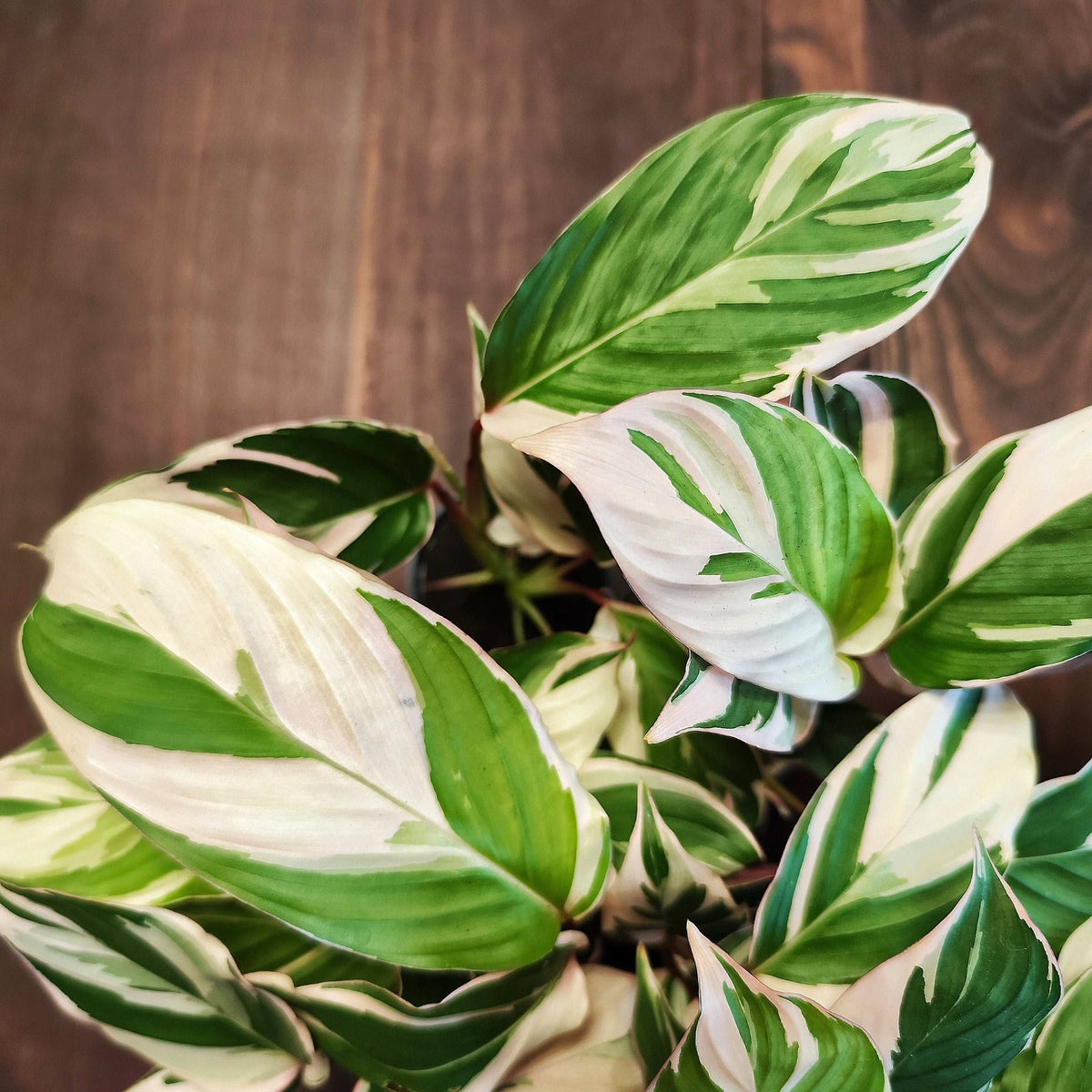 Ctenanthe setosa Princess Dalya monjungle