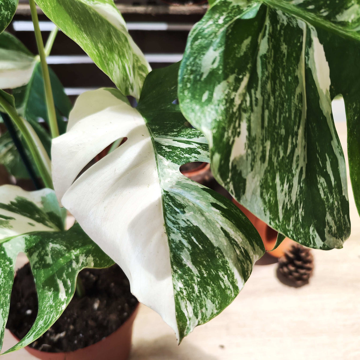Monstera Deliciosa Variegata monjungle