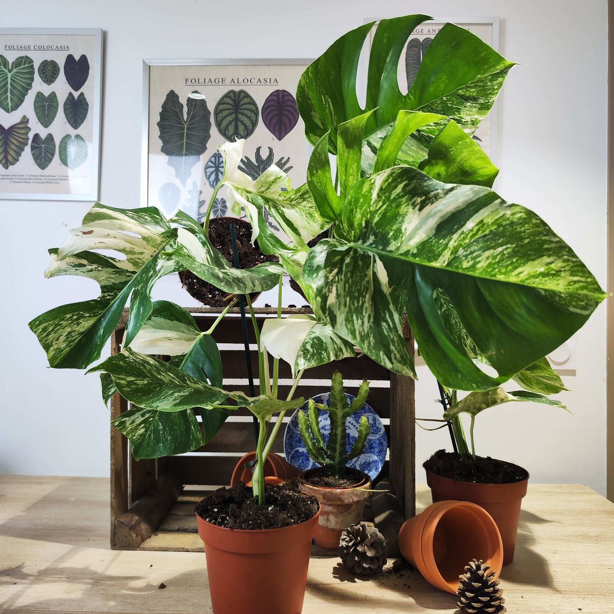 Monstera Deliciosa Variegata monjungle