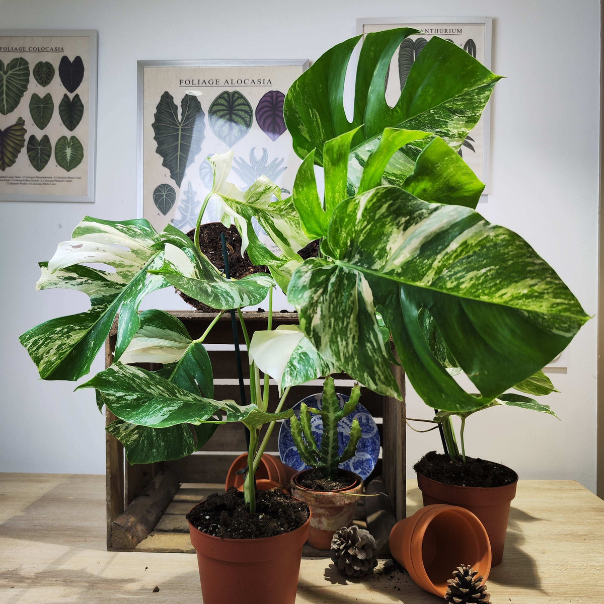 Monstera Deliciosa Variegata monjungle