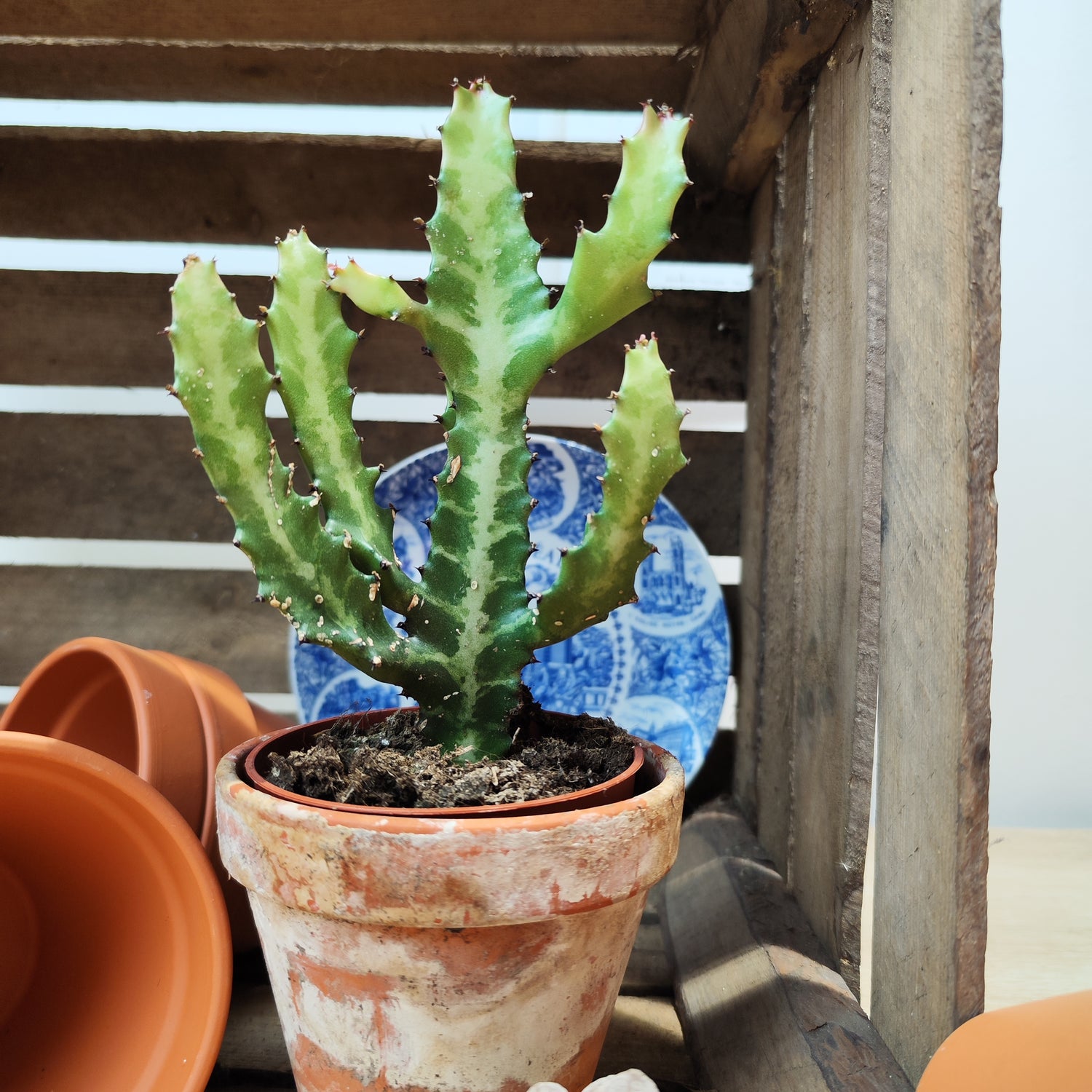 Euphorbia Lactea