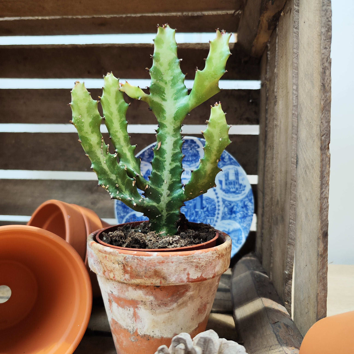 Euphorbia Lactea monjungle