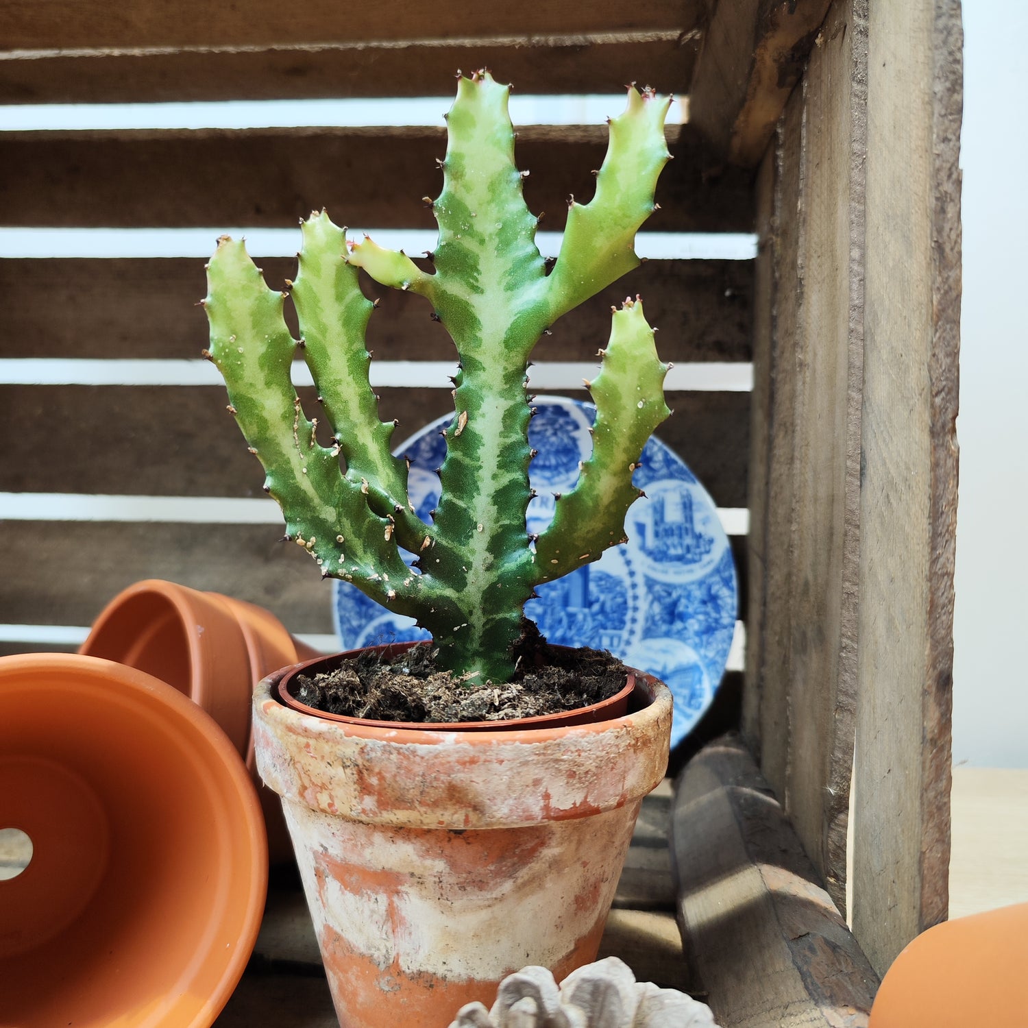 Euphorbia Lactea