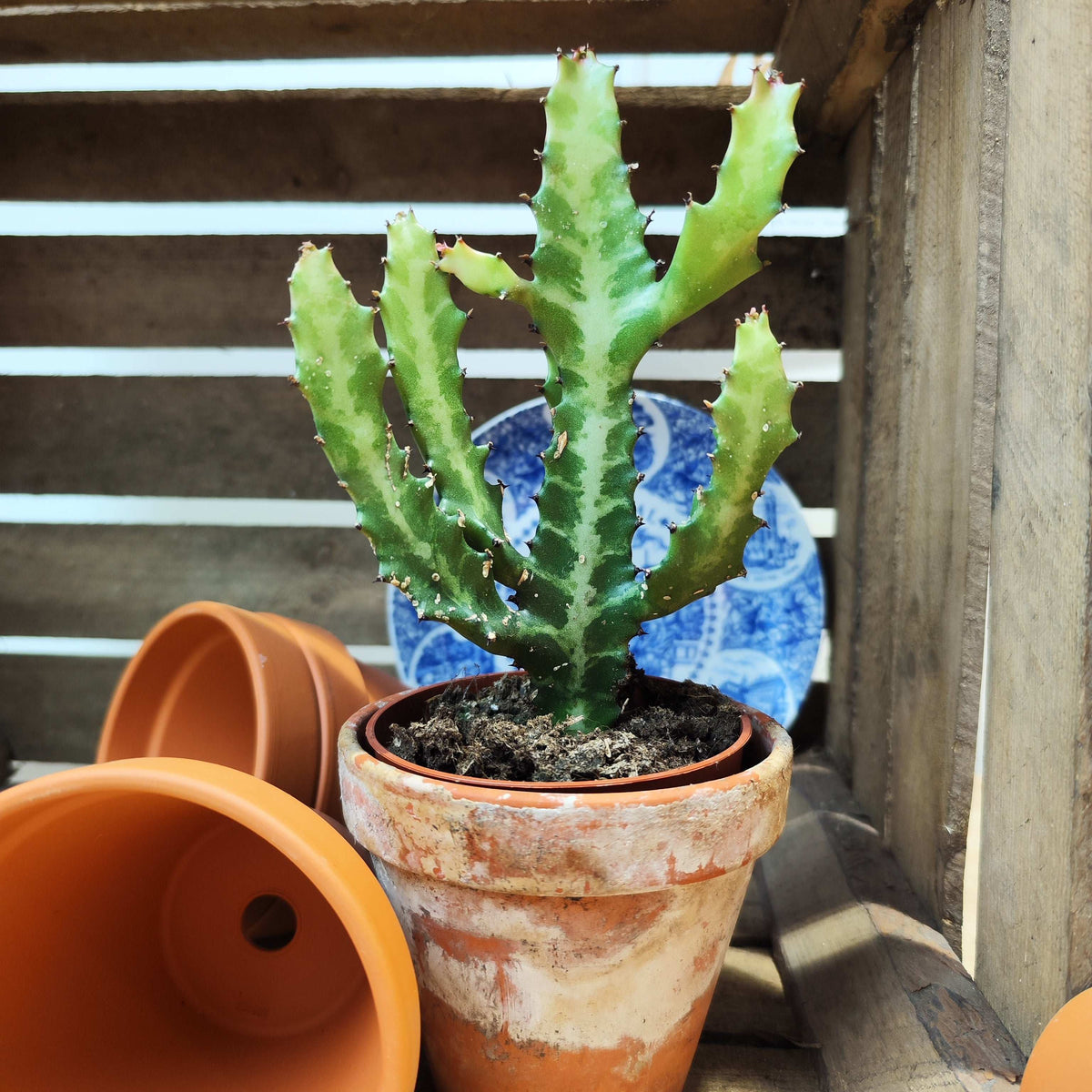 Euphorbia Lactea monjungle