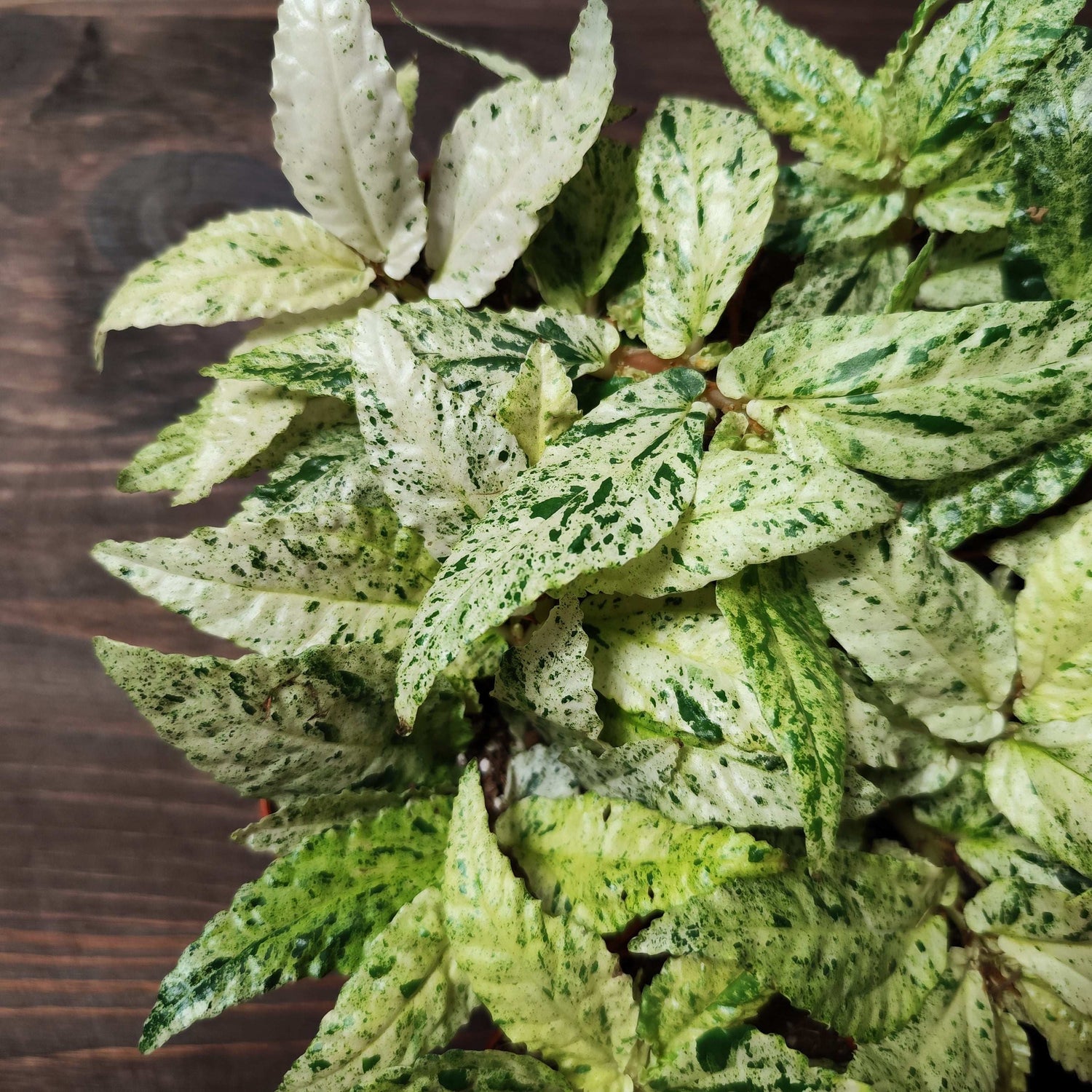 pellionia repens variegata monjungle