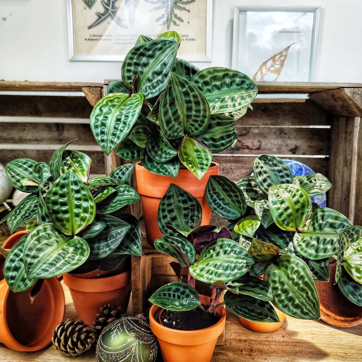 Geogenanthus poeppigii Florijn monjungle