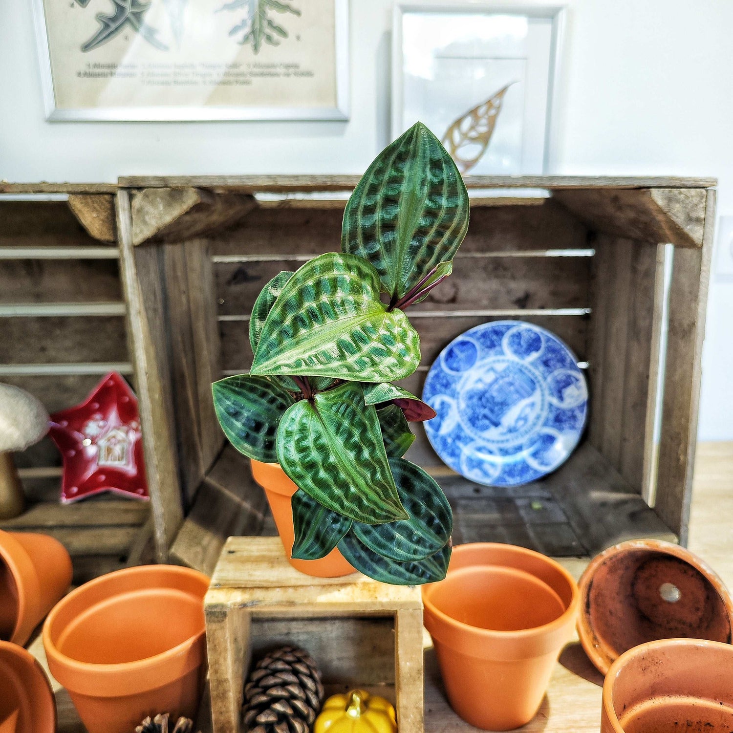 Geogenanthus poeppigii Florijn monjungle