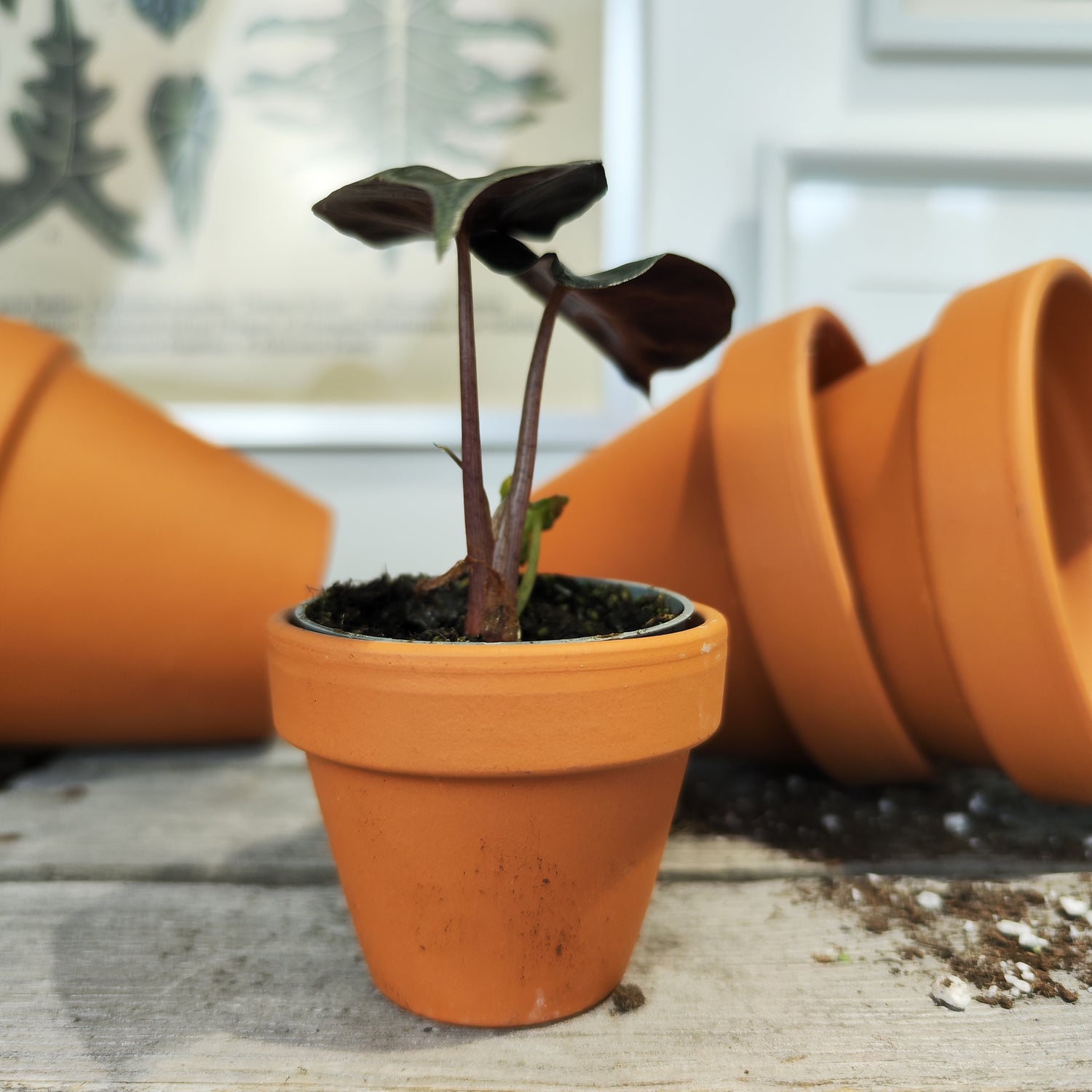 Alocasia Cuprea Red Secret