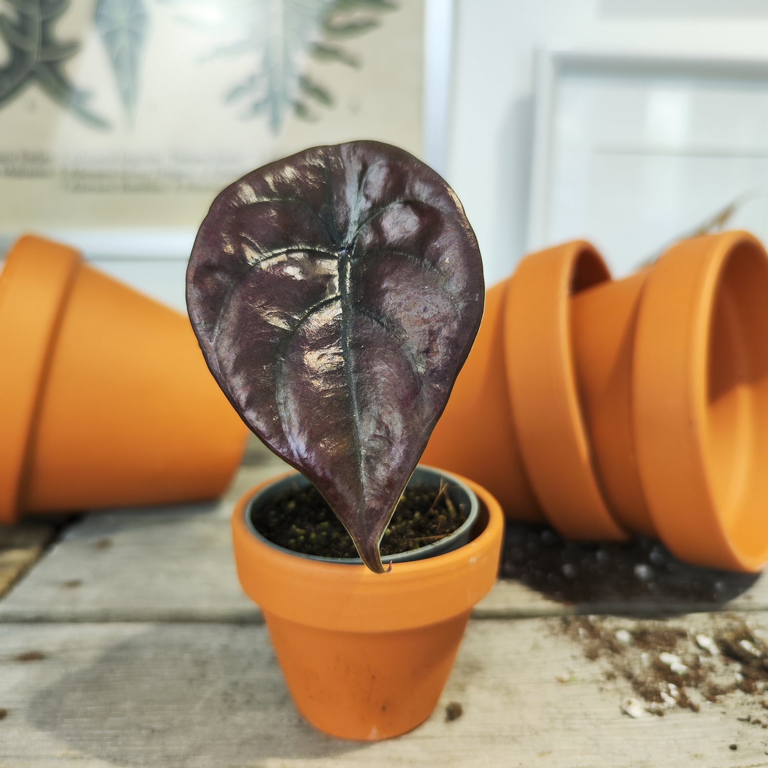 Alocasia Cuprea Red Secret