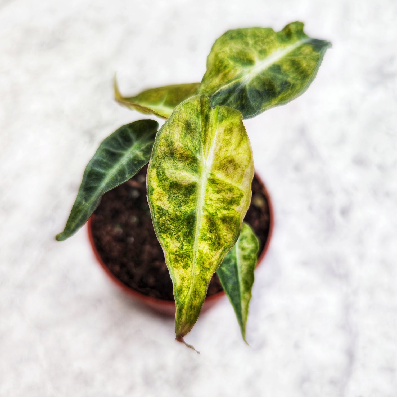 Alocasia Bambino Dwarf Yellow Variegated