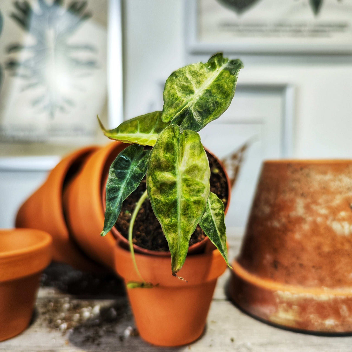 Alocasia Bambino Dwarf Yellow Variegated monjungle