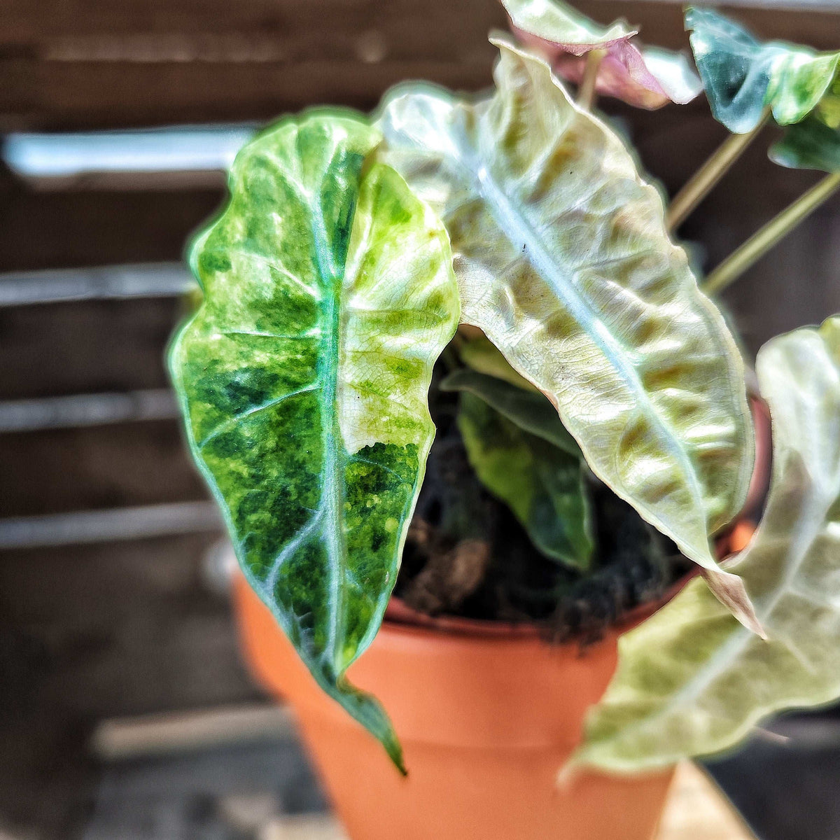 Alocasia Amazonica Tricolor Pink/Aurea monjungle