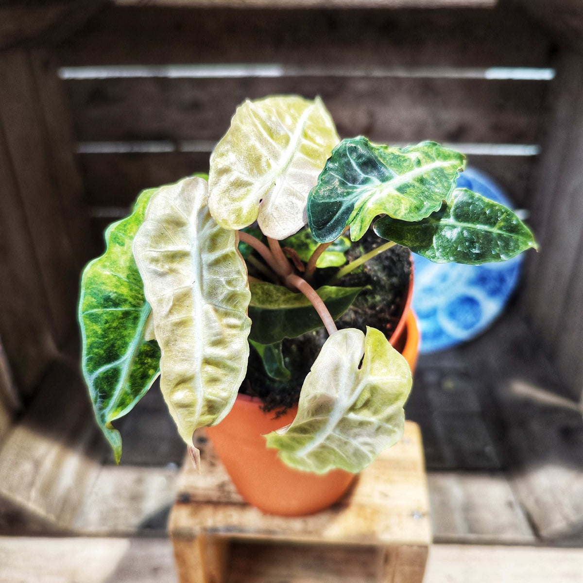 Alocasia Amazonica Tricolor Pink/Aurea monjungle