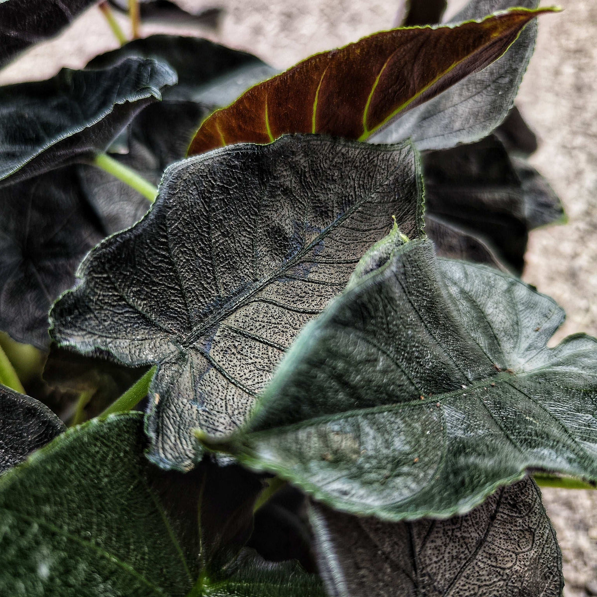 Alocasia Antoro Velvet monjungle