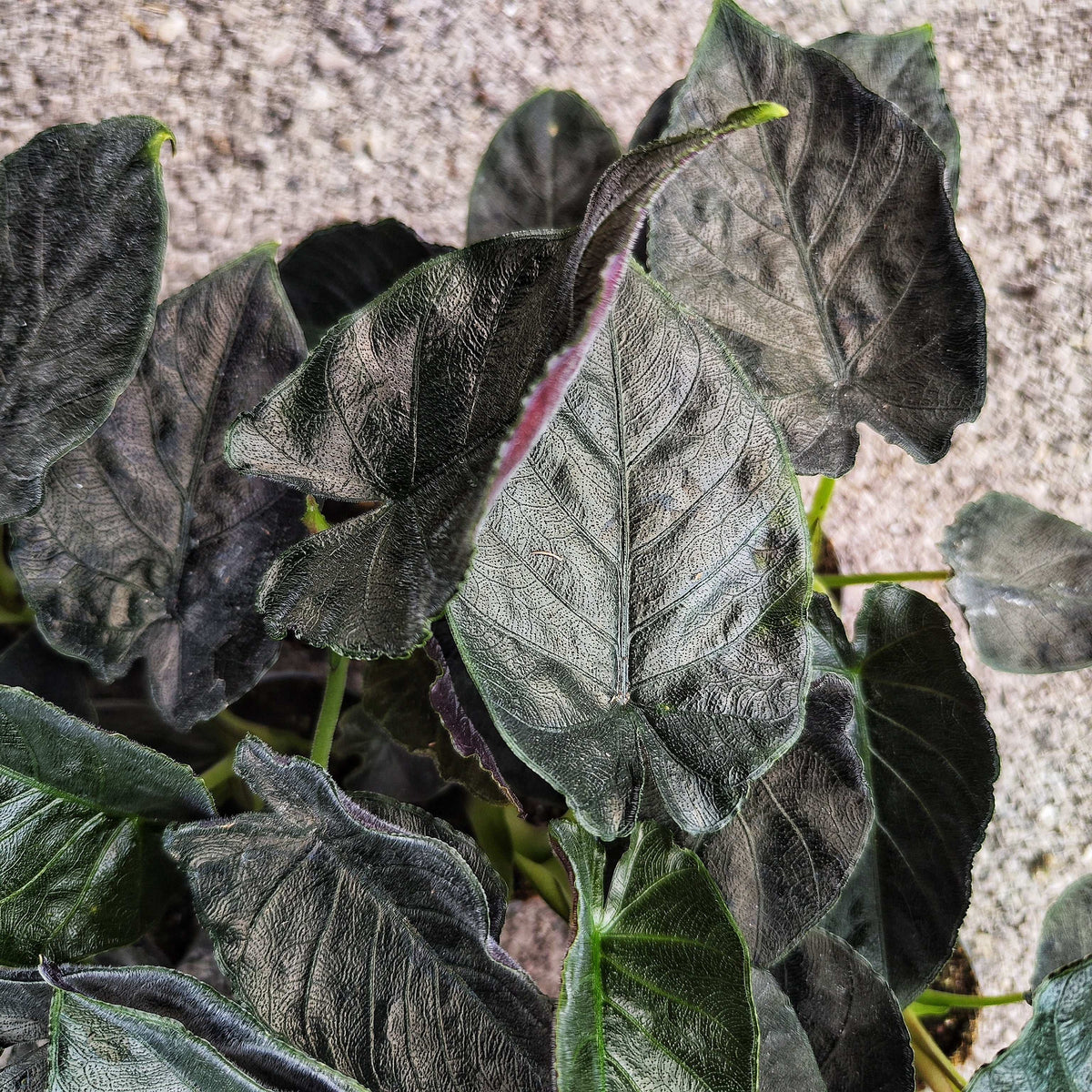 Alocasia Antoro Velvet monjungle