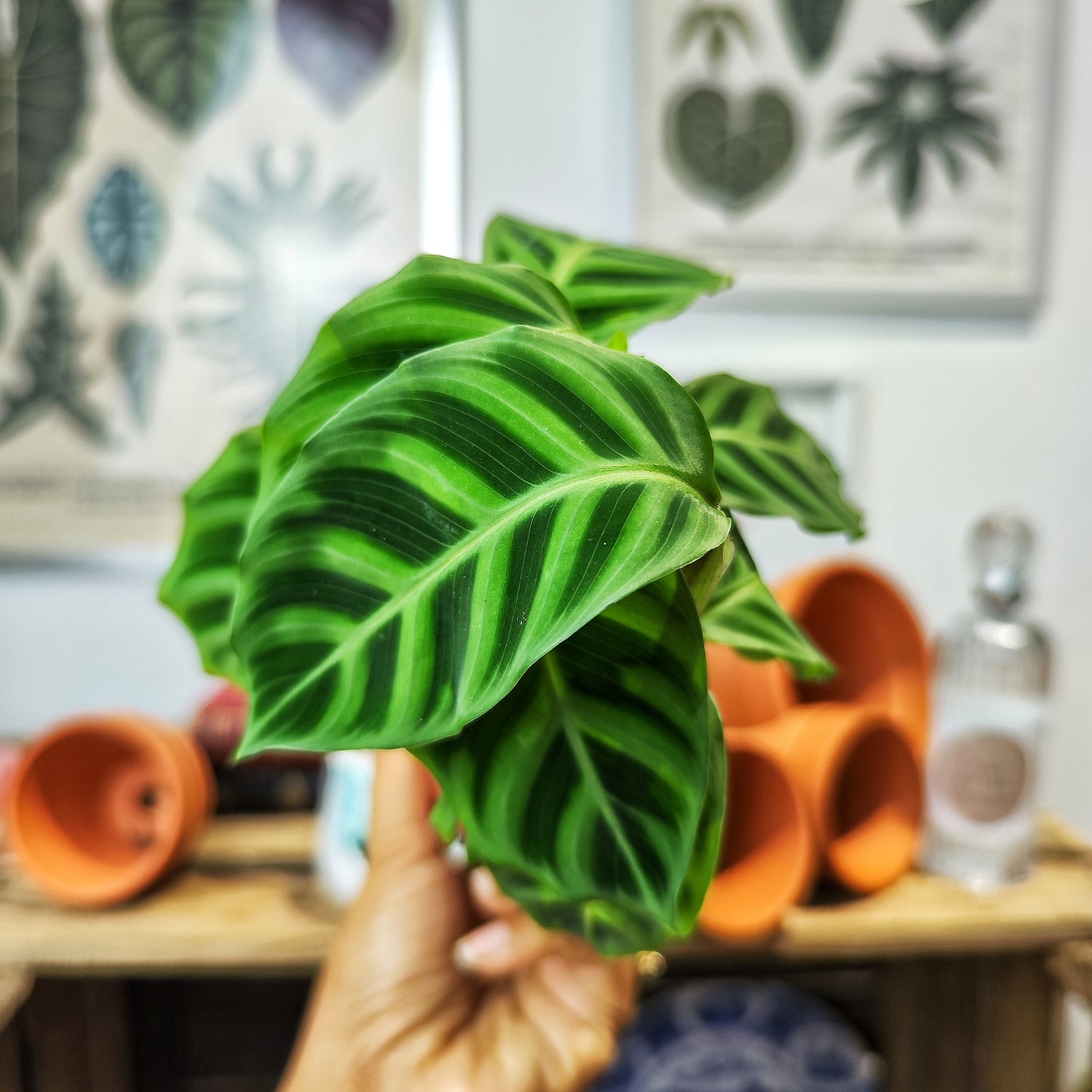 Calathea Zebrina