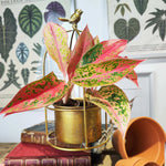 aglaonema legacy pink Aglaonema Pink Legacy – Monjungle