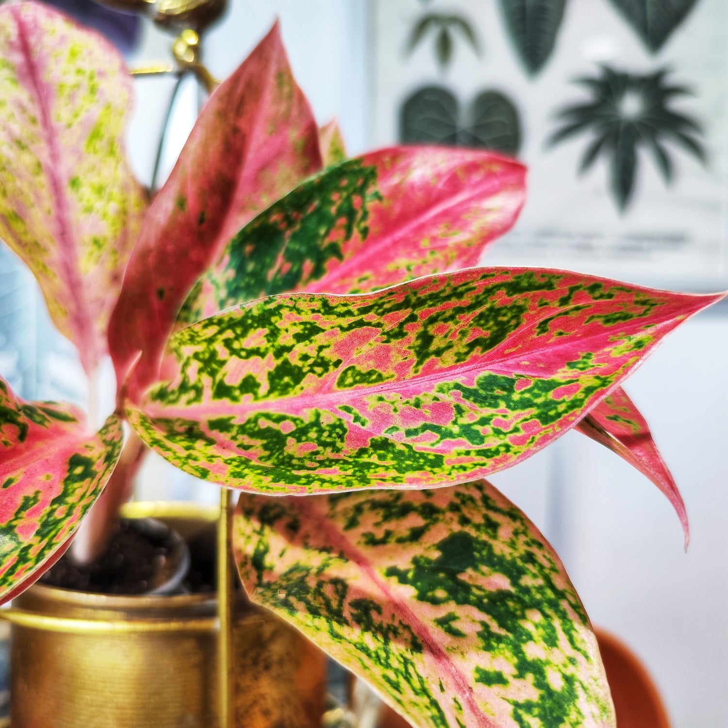 Aglaonema Pink Legacy