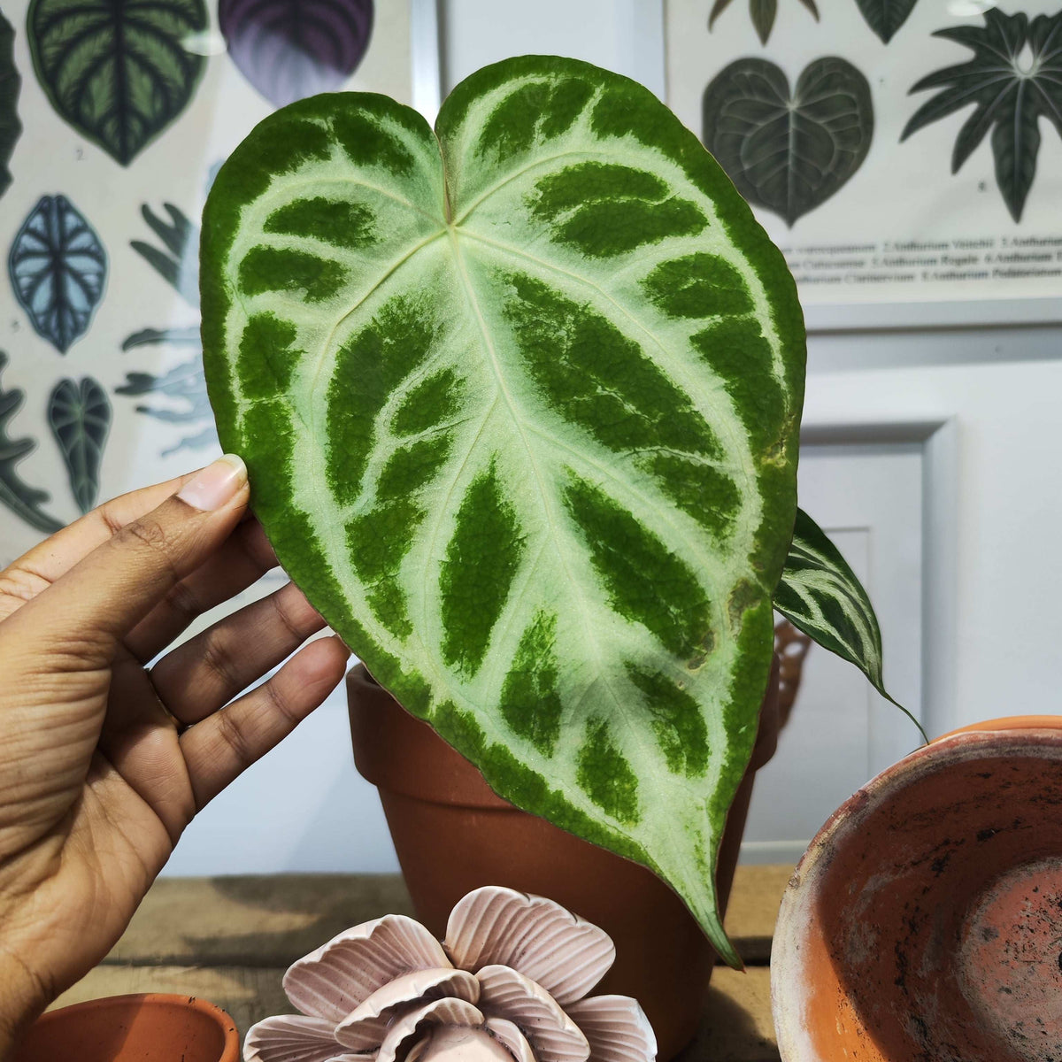 Anthurium crystallinum monjungle