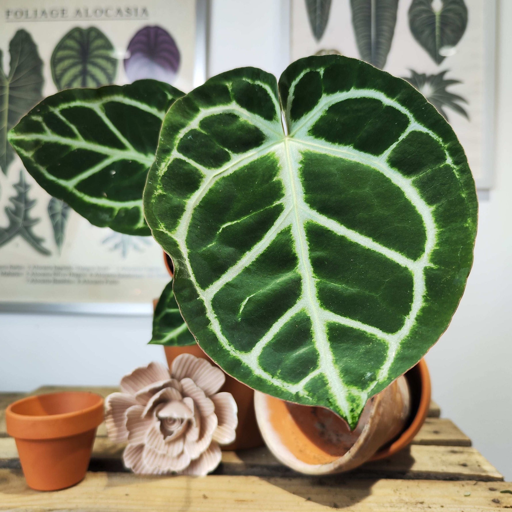 anthurium round leaf Anthurium dorayaki rare plant with round leaves – Monjungle