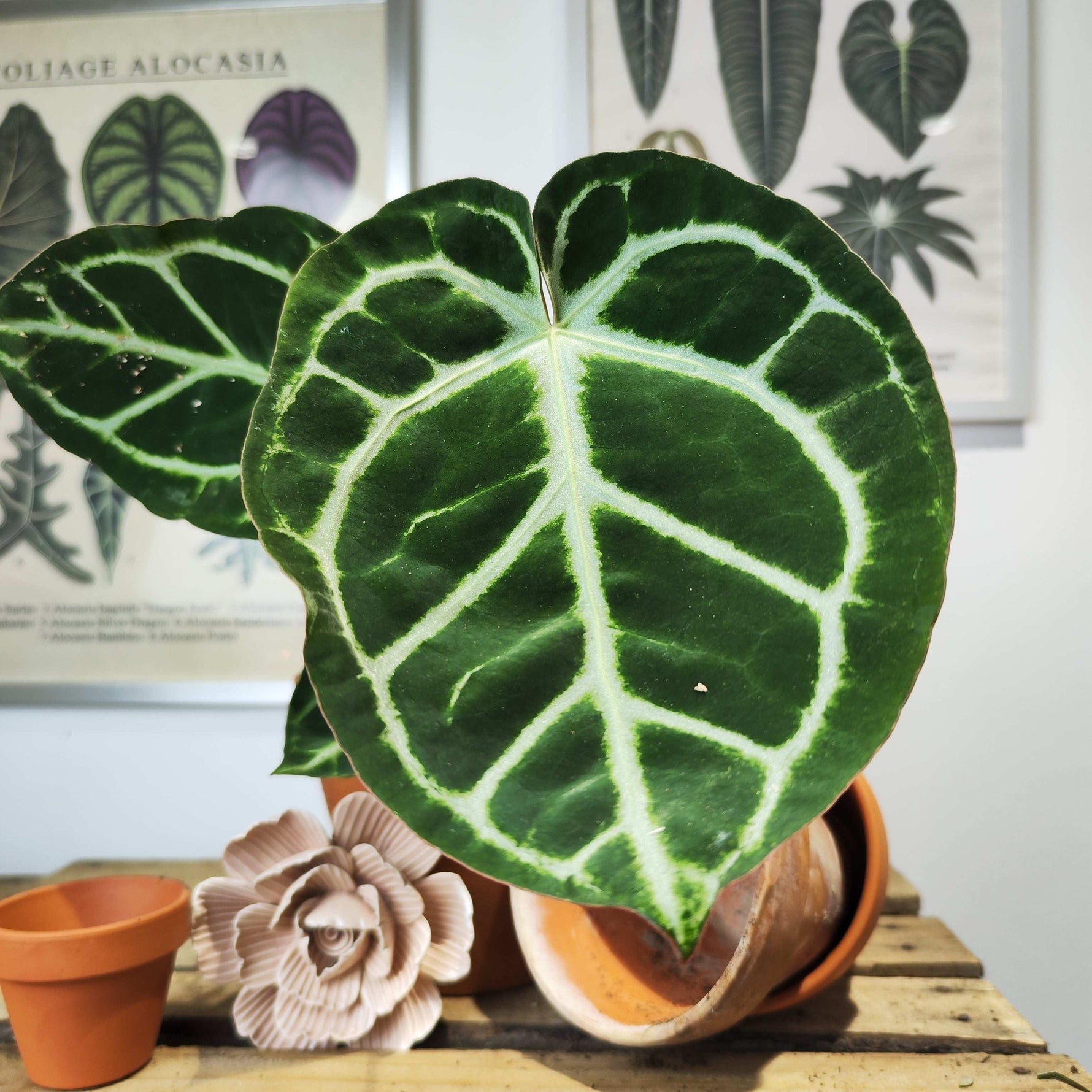 anthurium doryaki Anthurium dorayaki rare plant with round leaves – Monjungle
