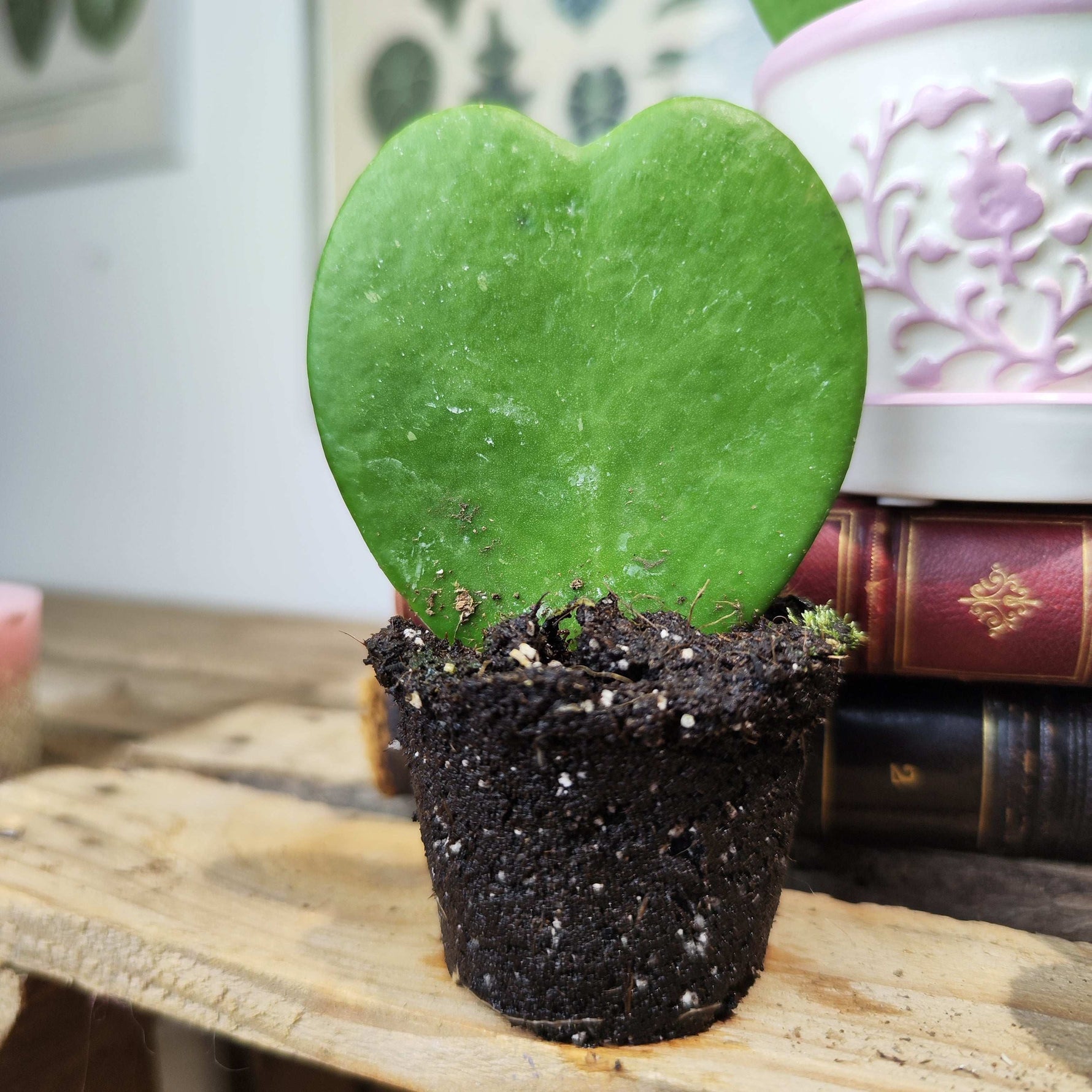 lucky heart succulent Hoya kerrii heart-shaped succulent lucky plant – Monjungle