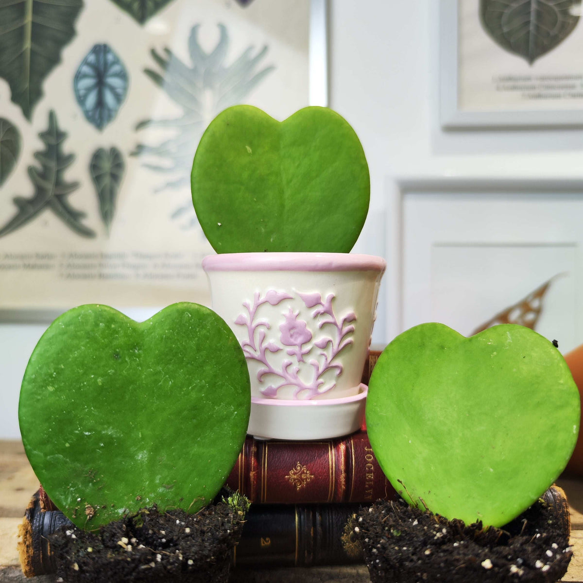 Hoya kerrii monjungle