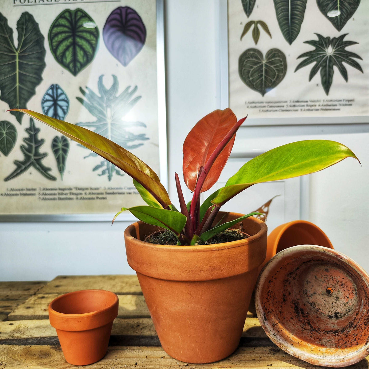 Philodendron Prince of Orange monjungle