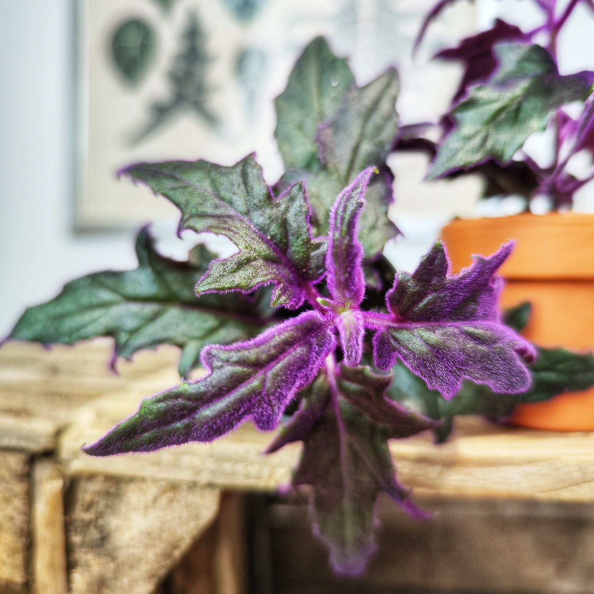 Gynura Purple Passion monjungle